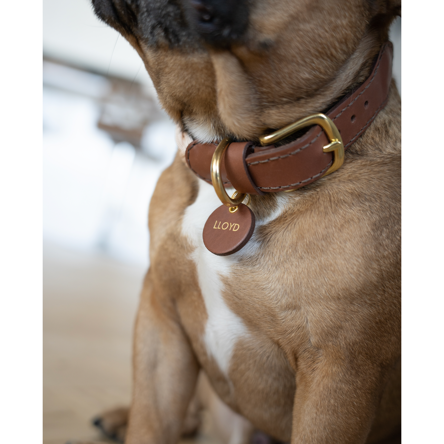 Knotty Pets Braided Collar - Olive