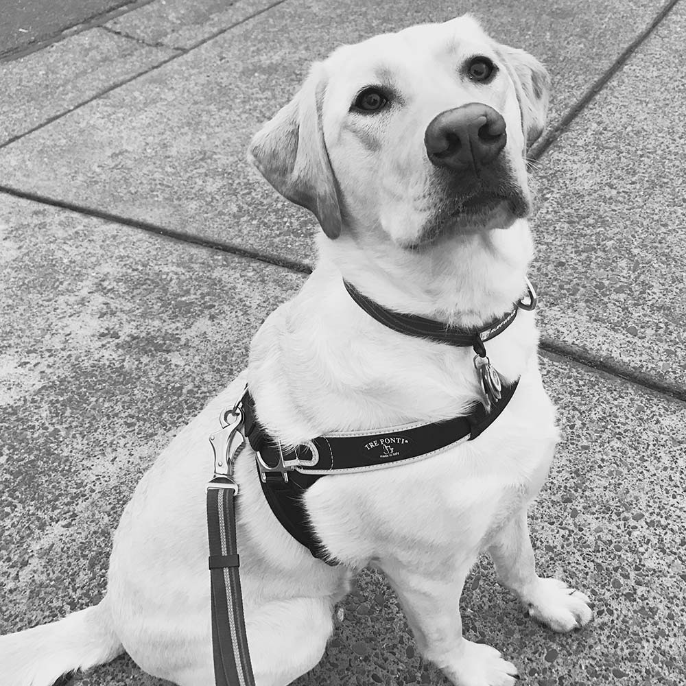 Tre Ponti Forza No Harness Black