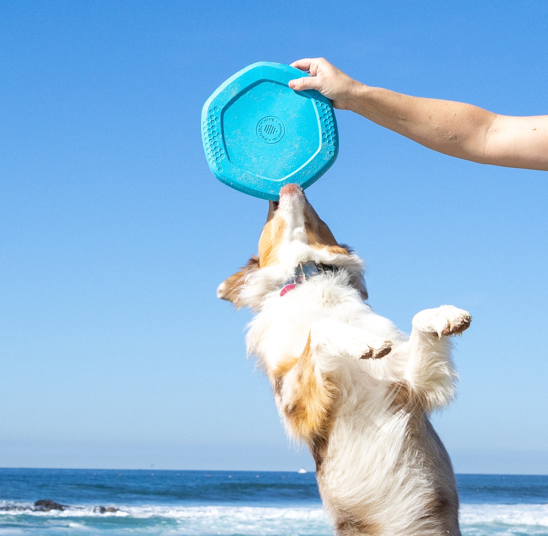 Project Hive Disc & Lick Mat Toy - Soothing Vanilla Scent