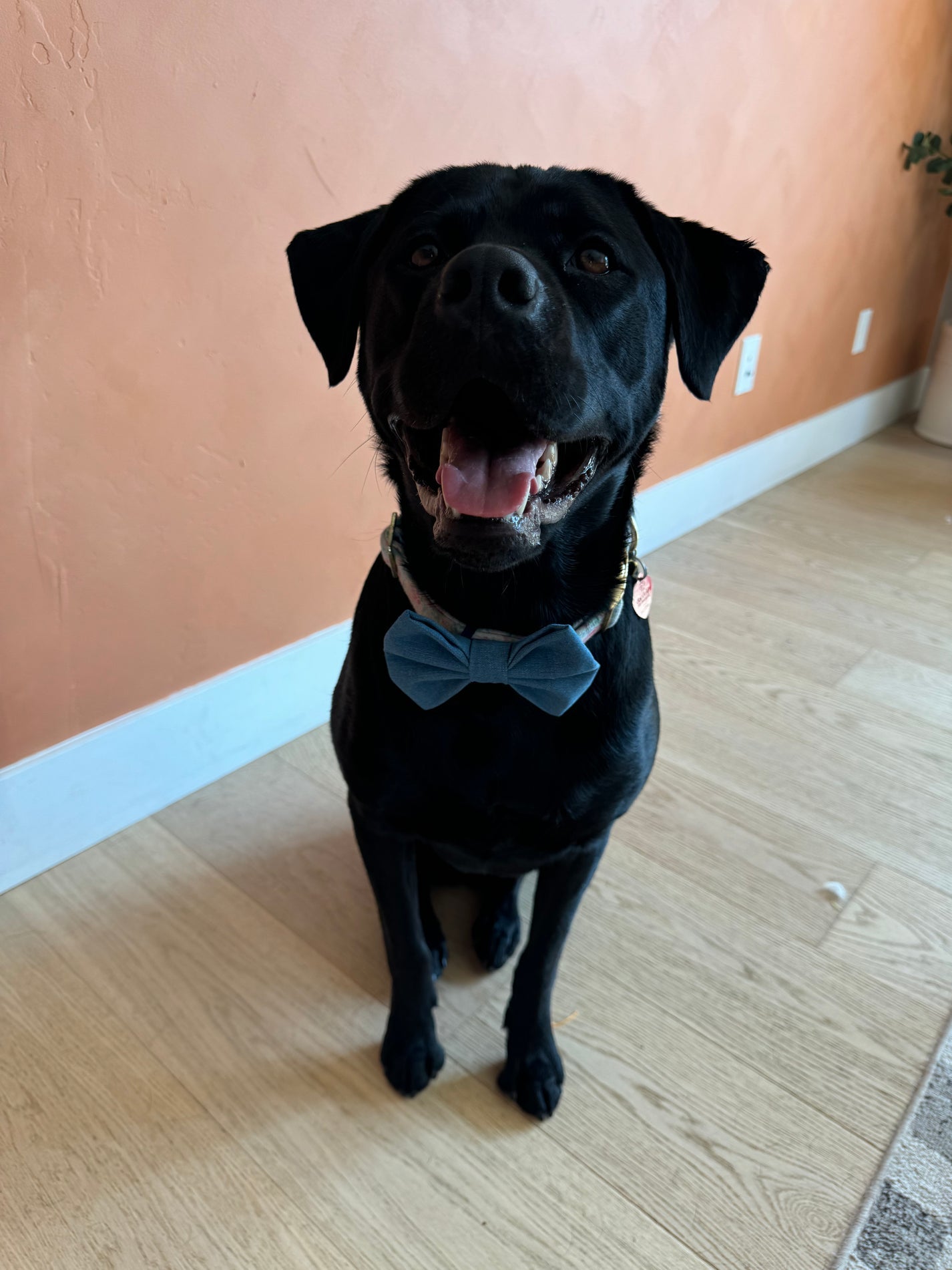 Stormi's Furever Friends Bow Tie - Smokey