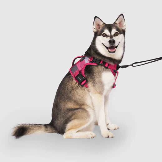 How to put on a canada pooch harness best sale