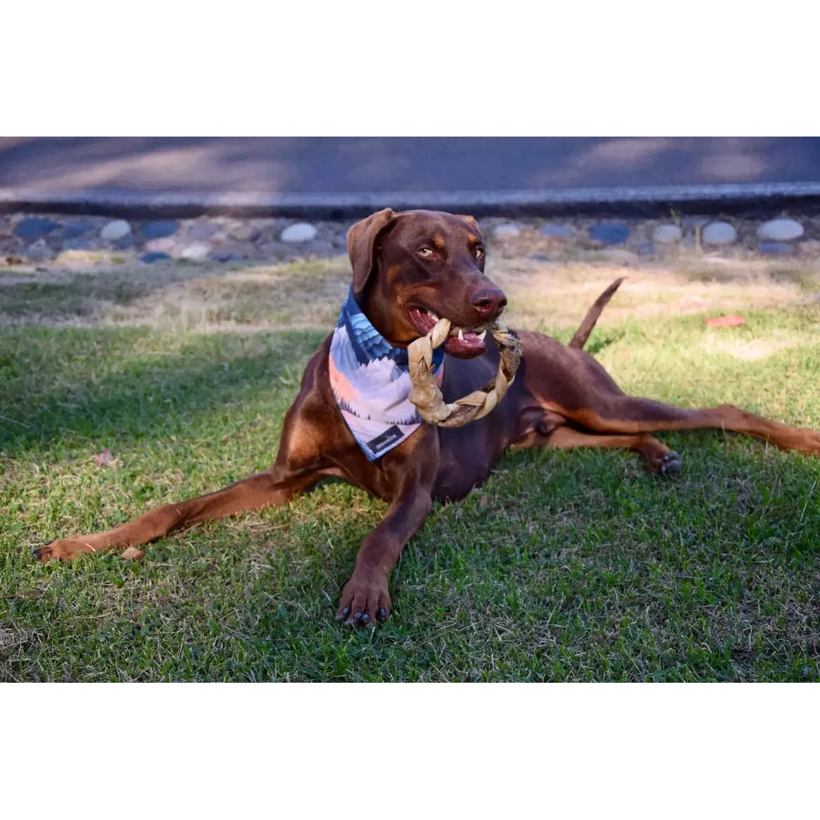 Dogginstix Braided Lamb Collagen Ring