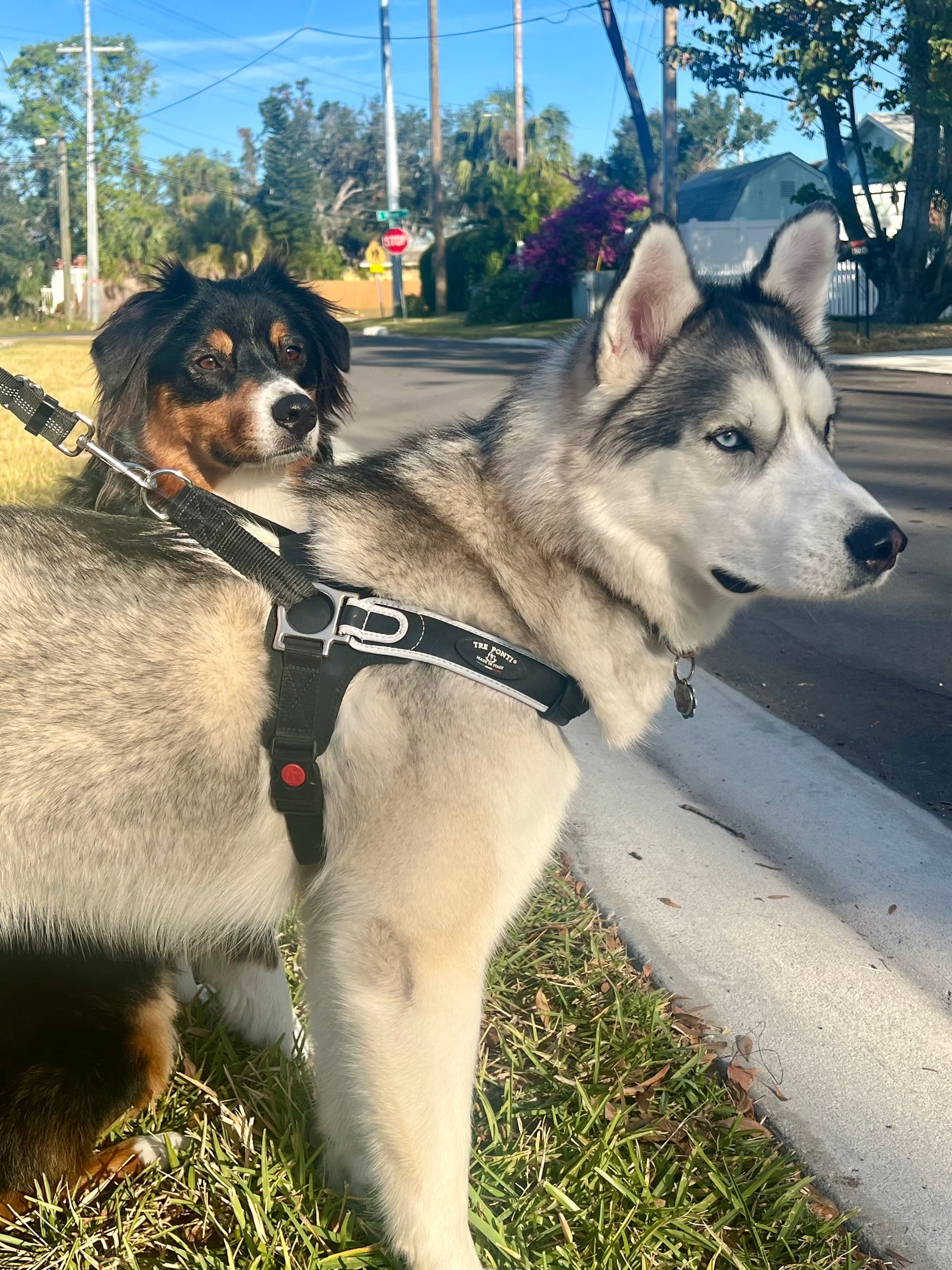 Tre Ponti Forza No Harness Black