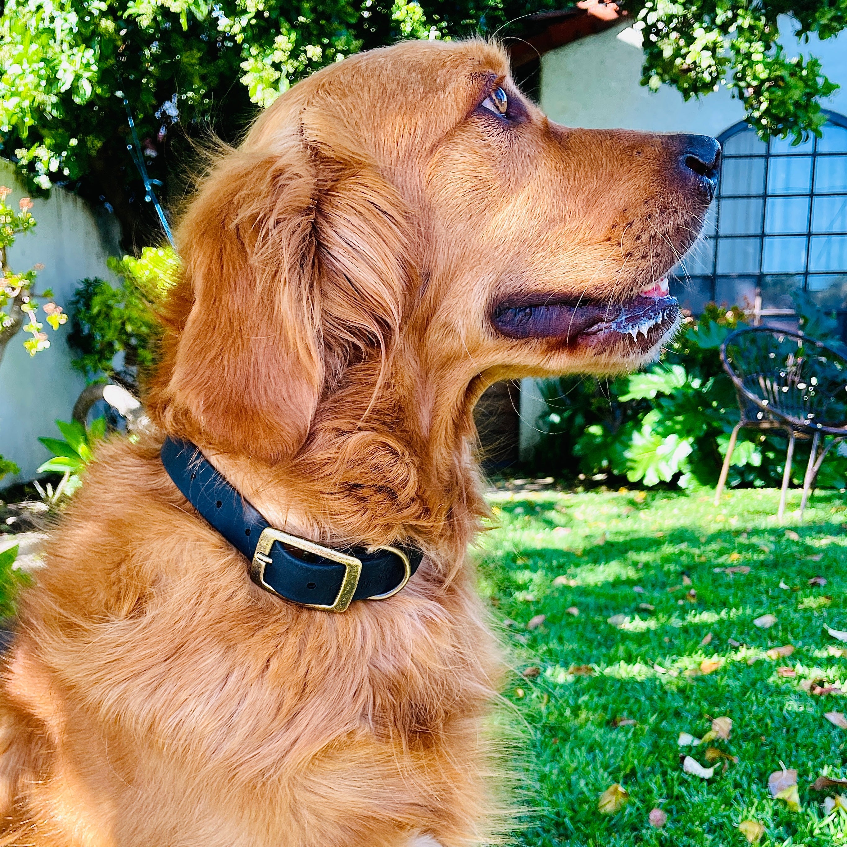 Giving Paws Vegan Leather Collar BLACK ONYX