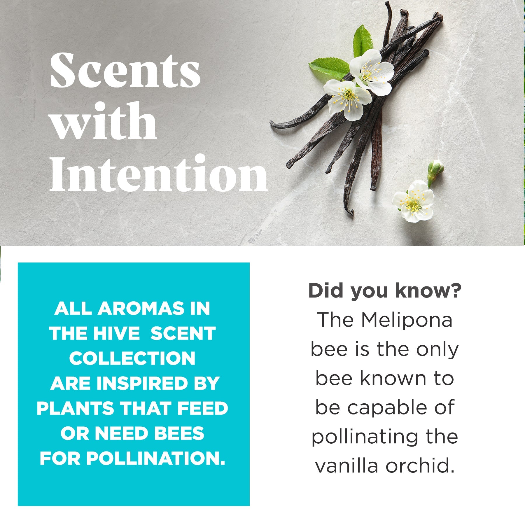 Project Hive Disc & Lick Mat Toy - Soothing Vanilla Scent