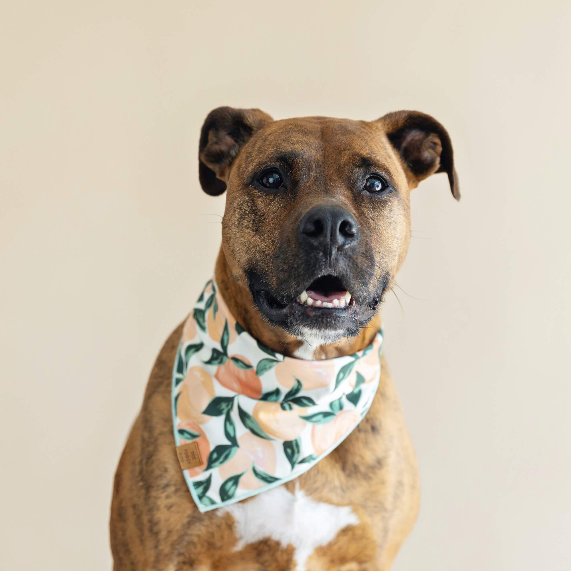 The Foggy Dog Peaches and Cream Dog Bandana