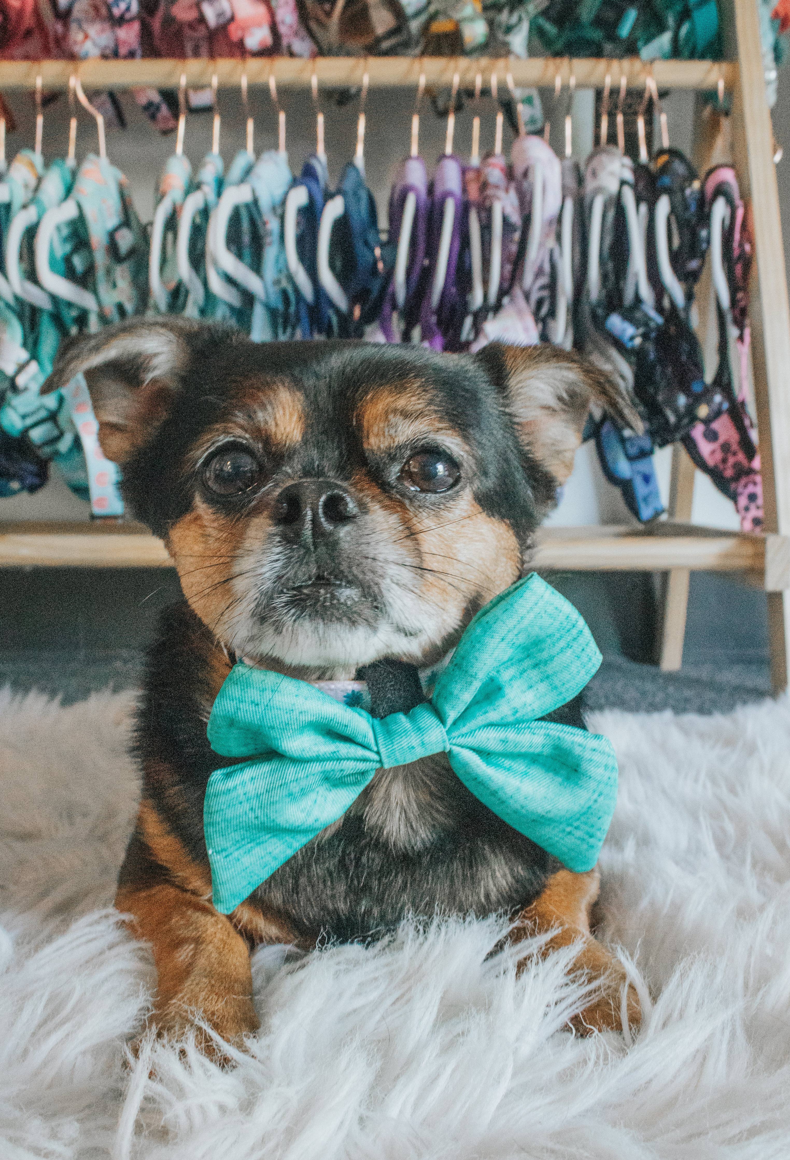 Sassy Woof Sailor Bow - Napa