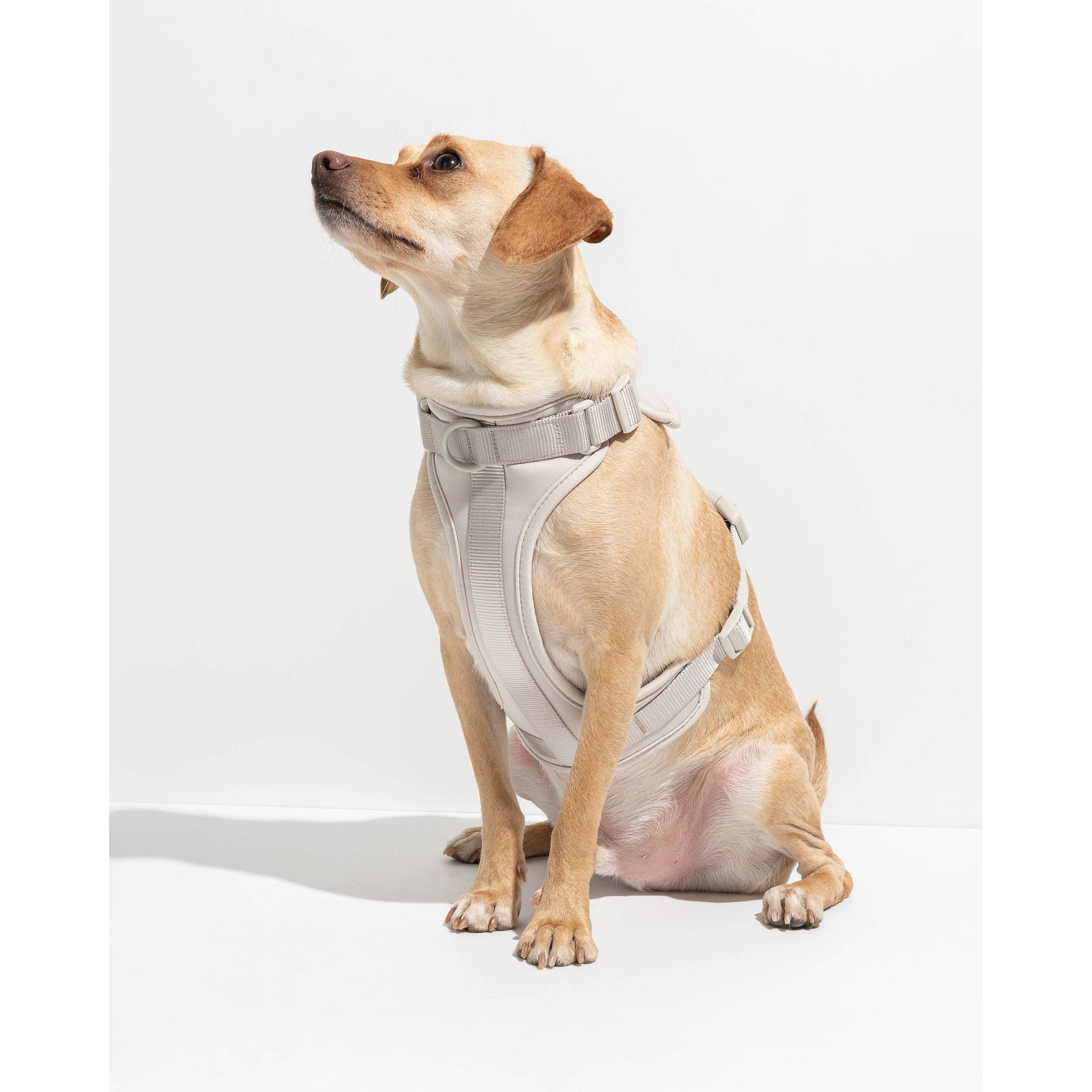 Wild One Adjustable Comfort Dog Harness