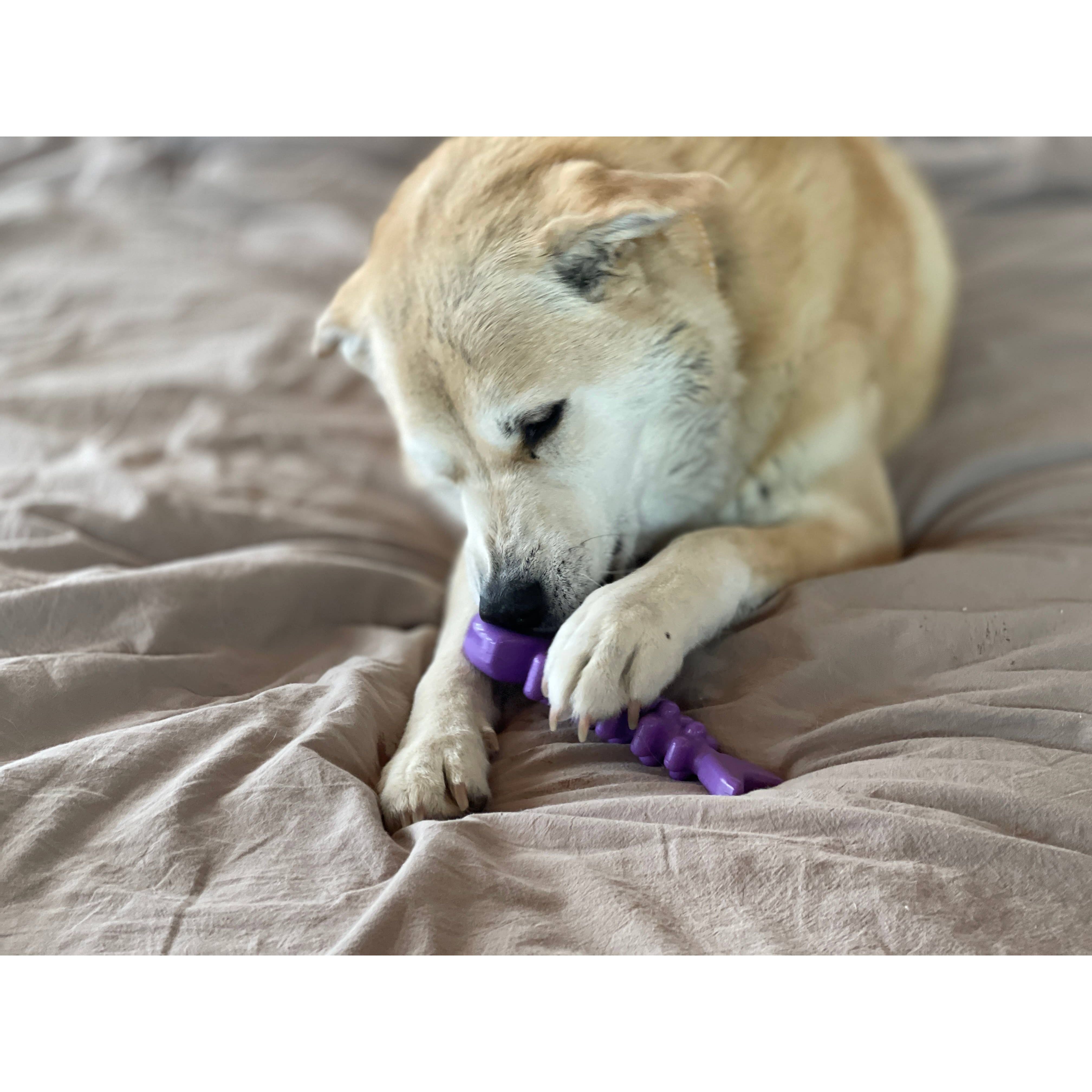 SodaPup Fish Bone Ultra Durable Nylon Chew Toy