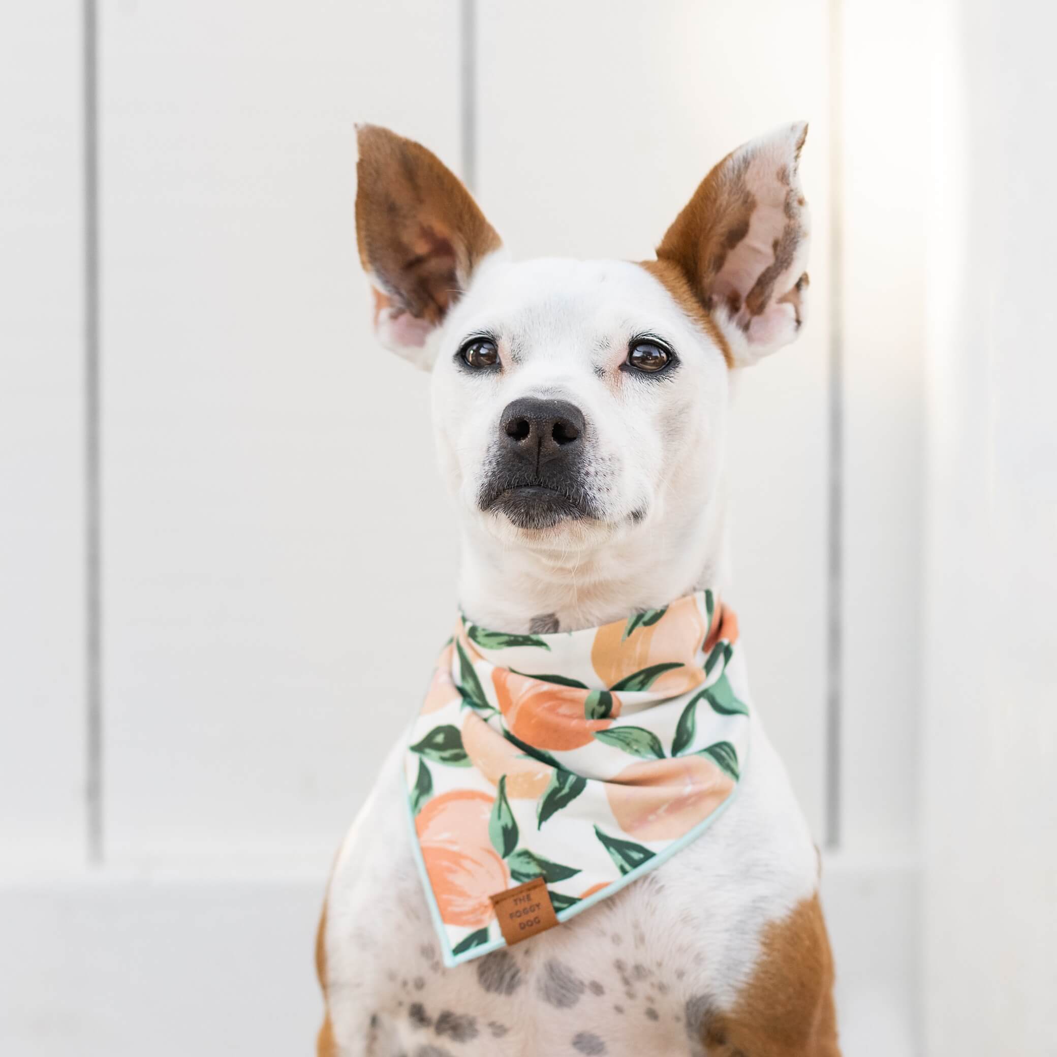 The Foggy Dog Peaches and Cream Dog Bandana