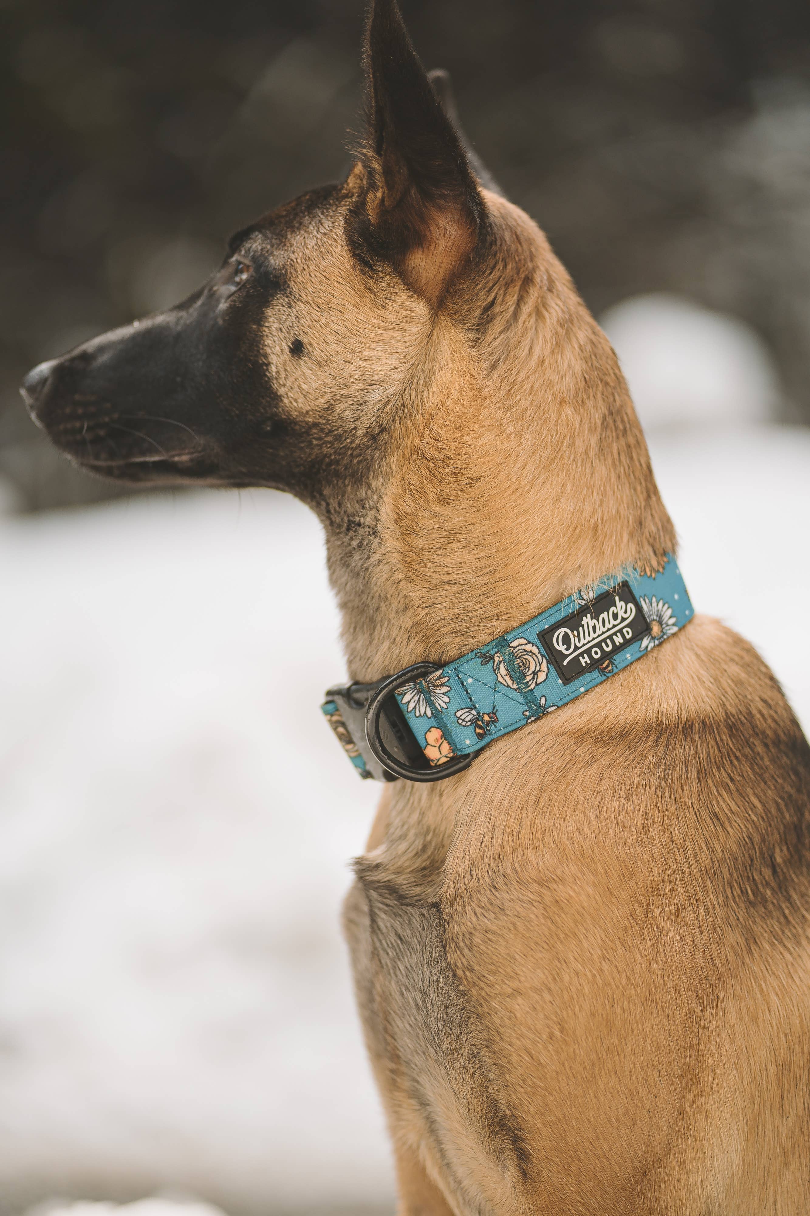 Outback Hound Bees Knees Teal Dog Collar