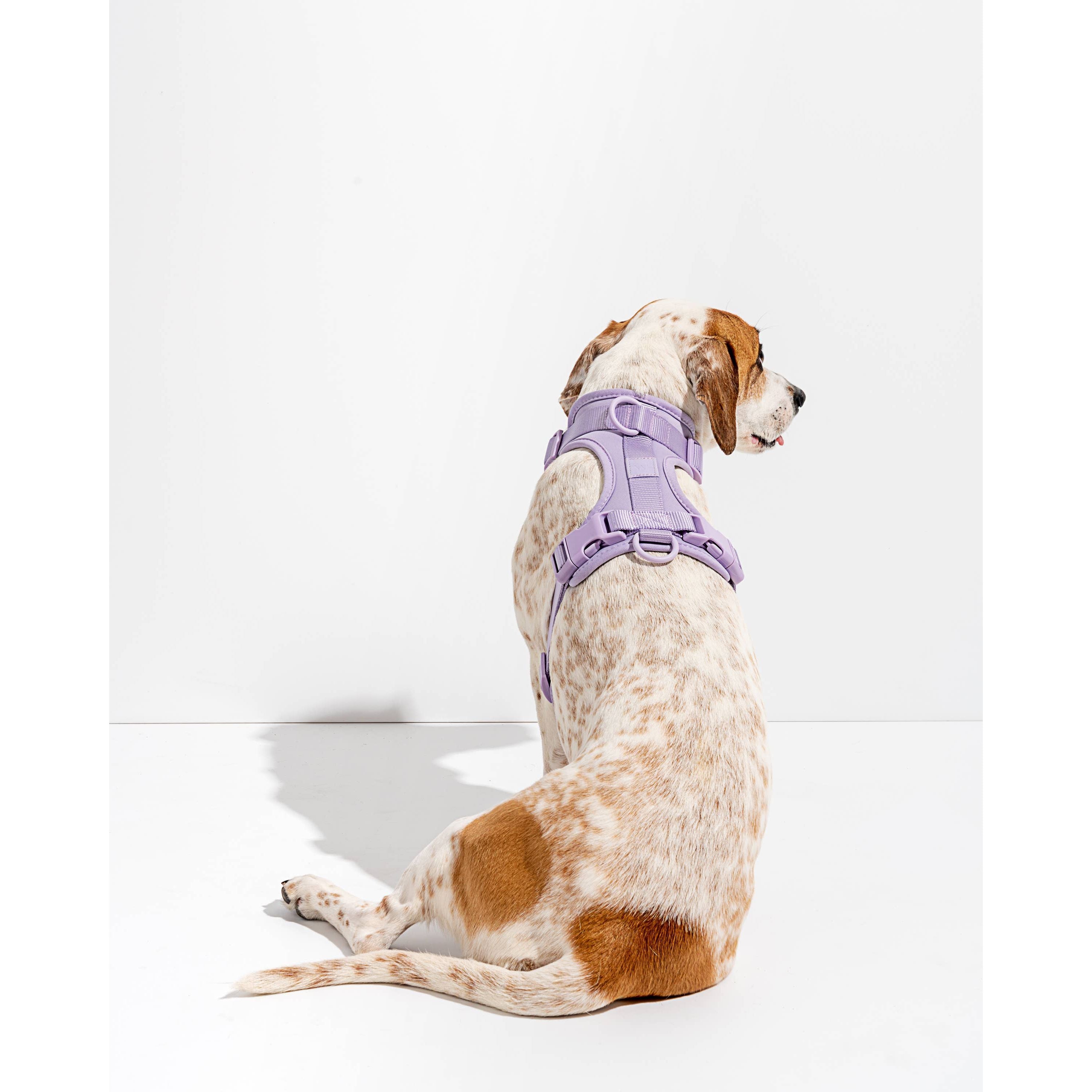 Wild One Adjustable Comfort Dog Harness