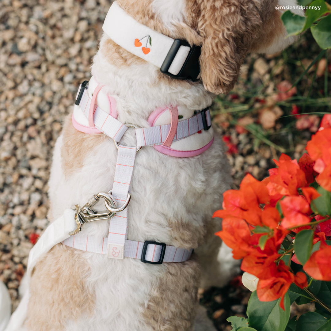 Lucy & Co. Cherry Cute Collar