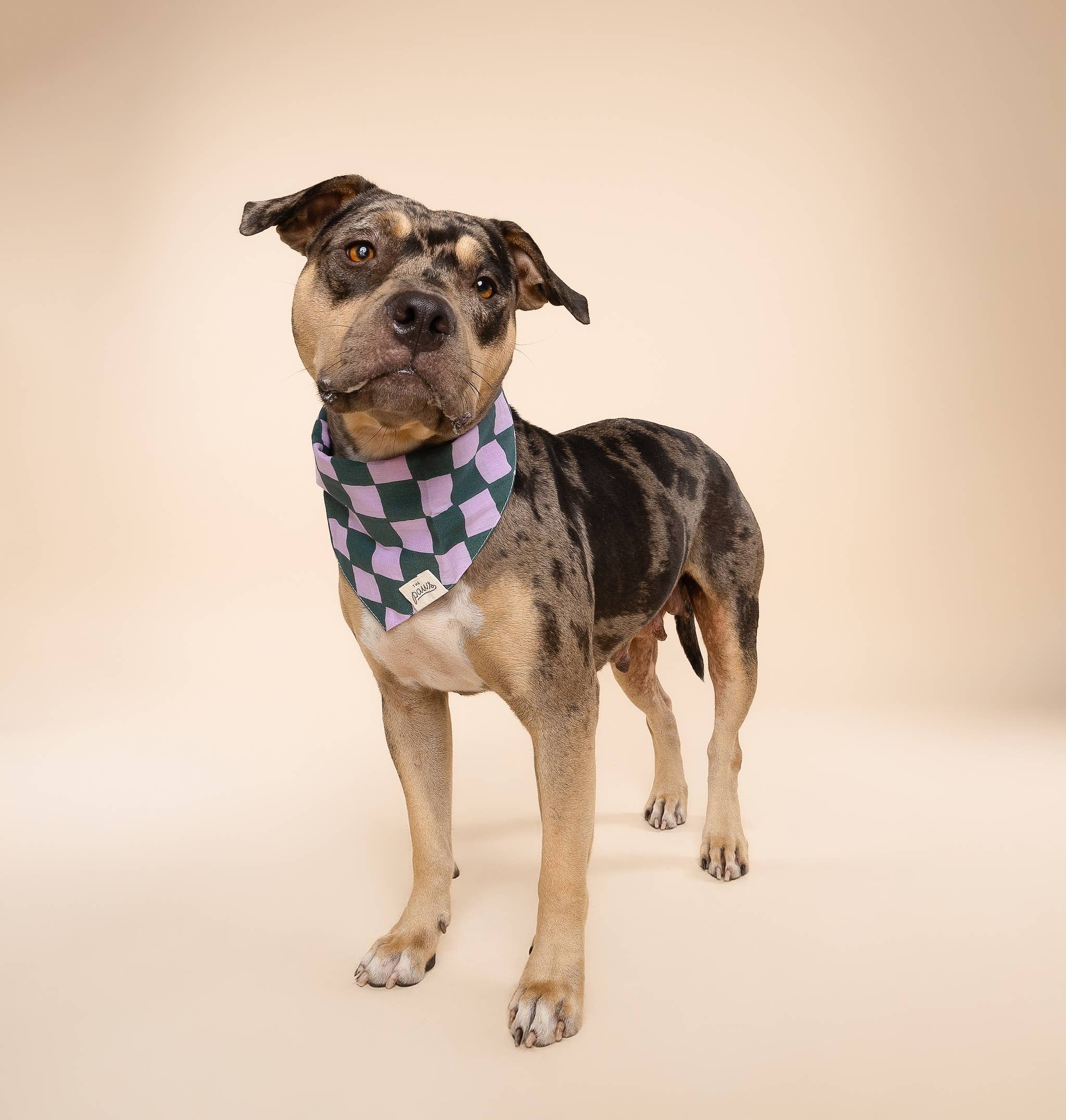 The Paws Brooklyn Dog Bandana