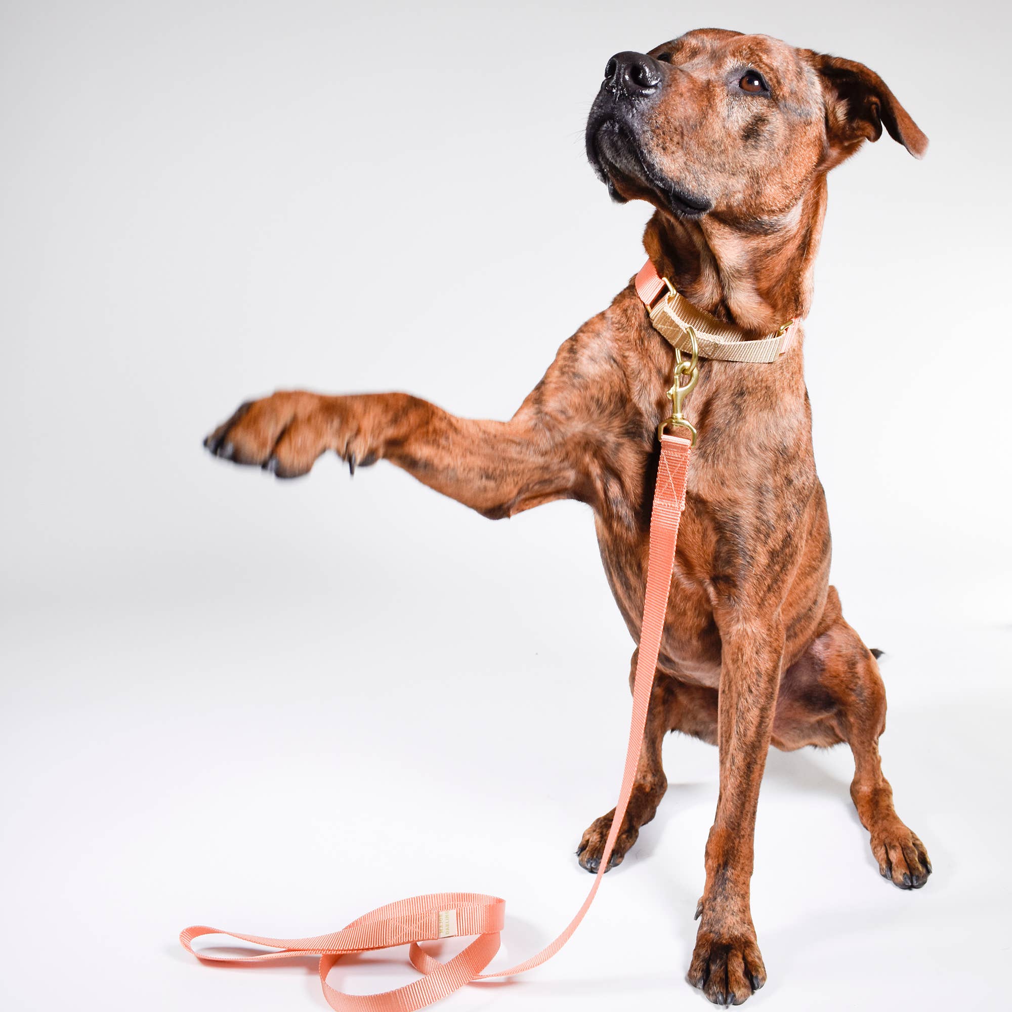 Major Darling Peach with Gold Martingale Collar