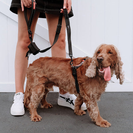 EzyDog Crosscheck Harness Black