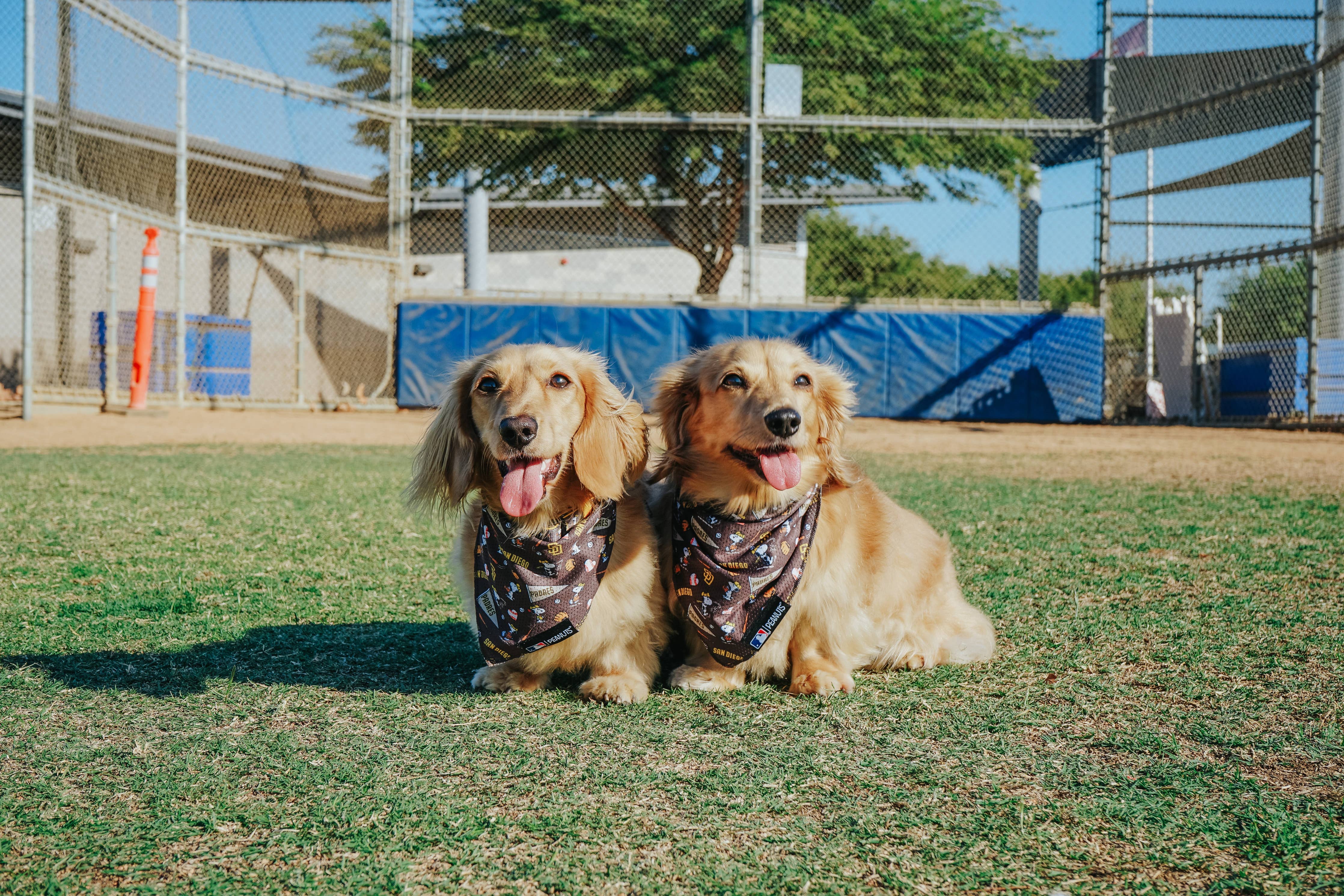 Sassy Woof MLB™ x Peanuts™ San Diego Padres™ Bandana