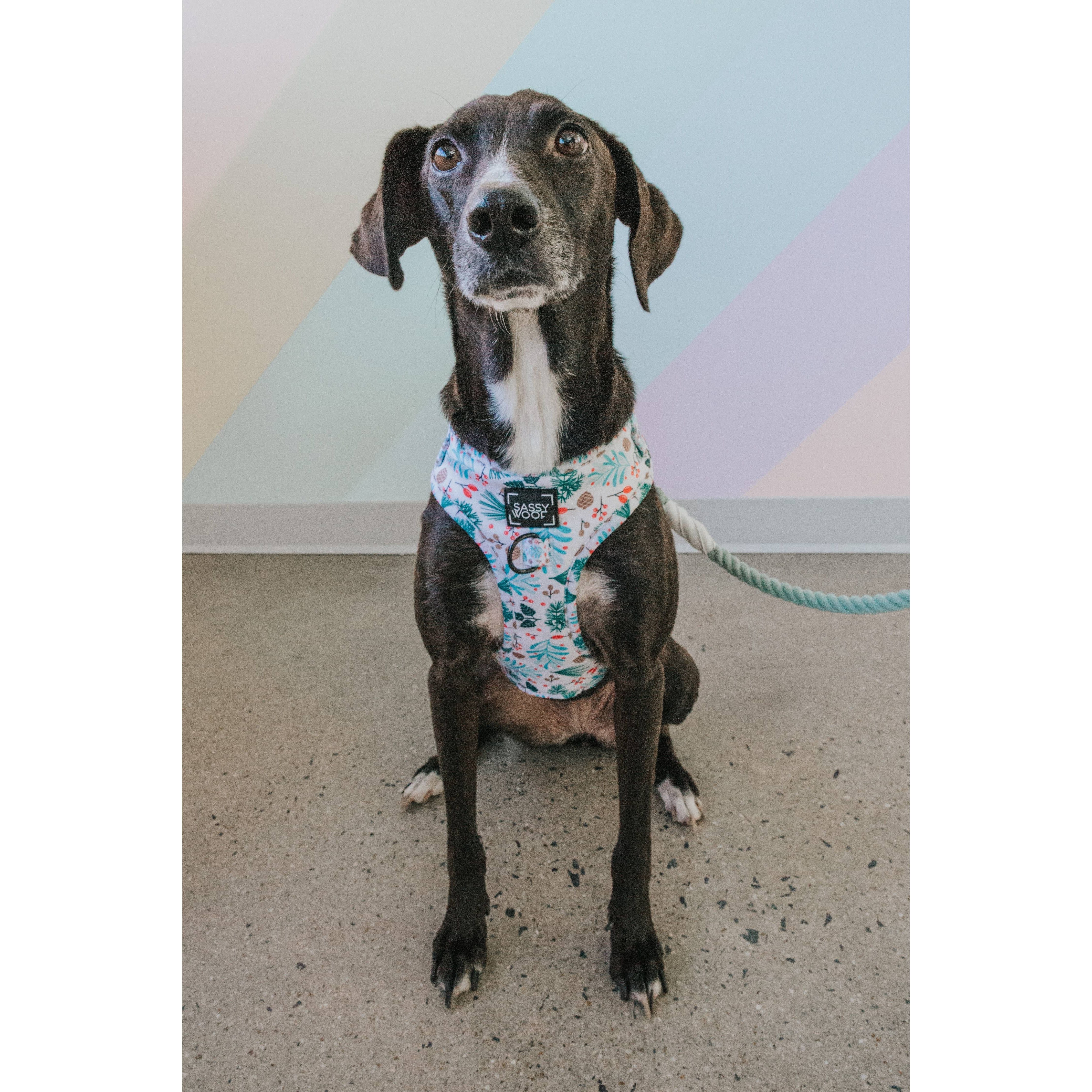 SASSY WOOF Rope Leash - Mint to Be