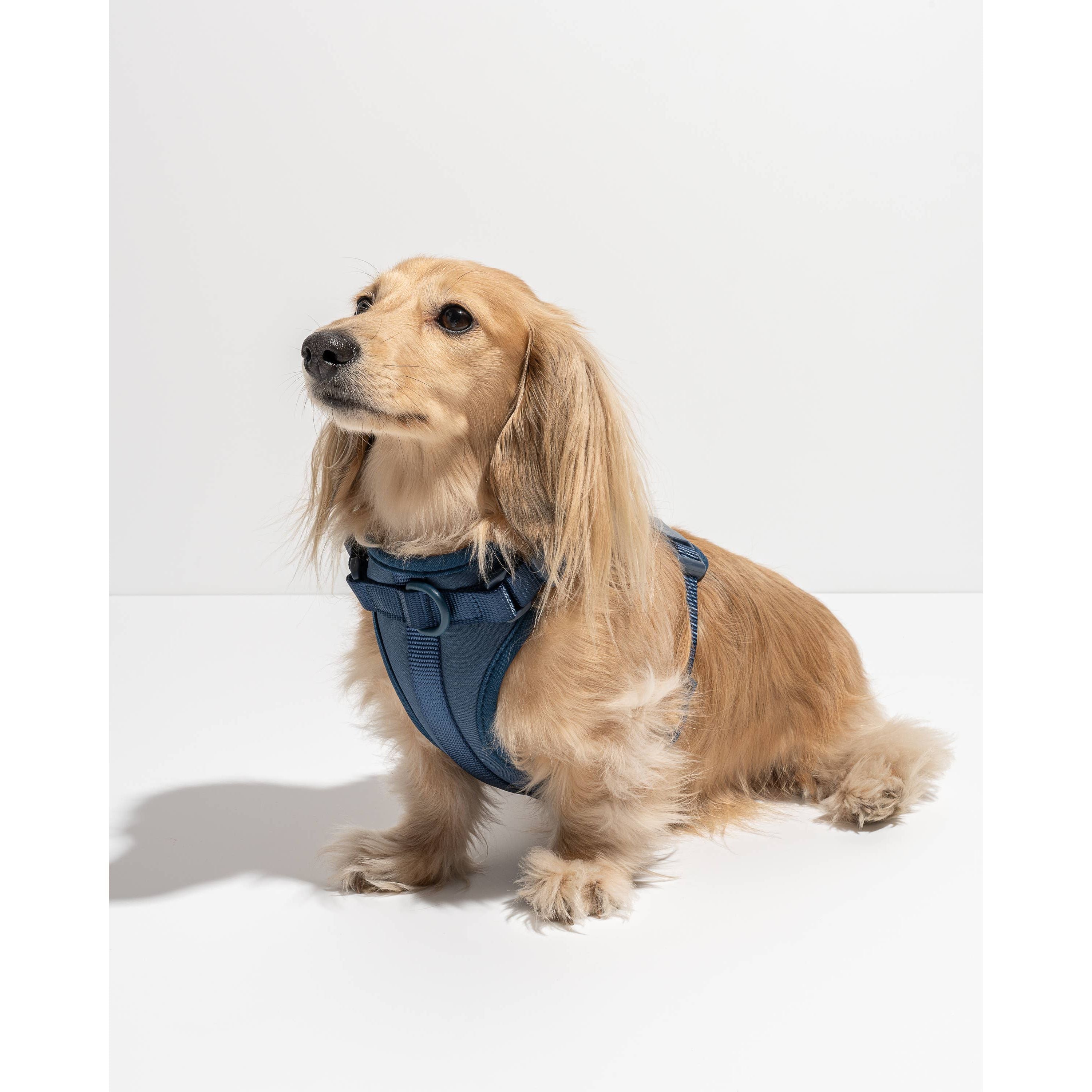 Wild One Adjustable Comfort Dog Harness