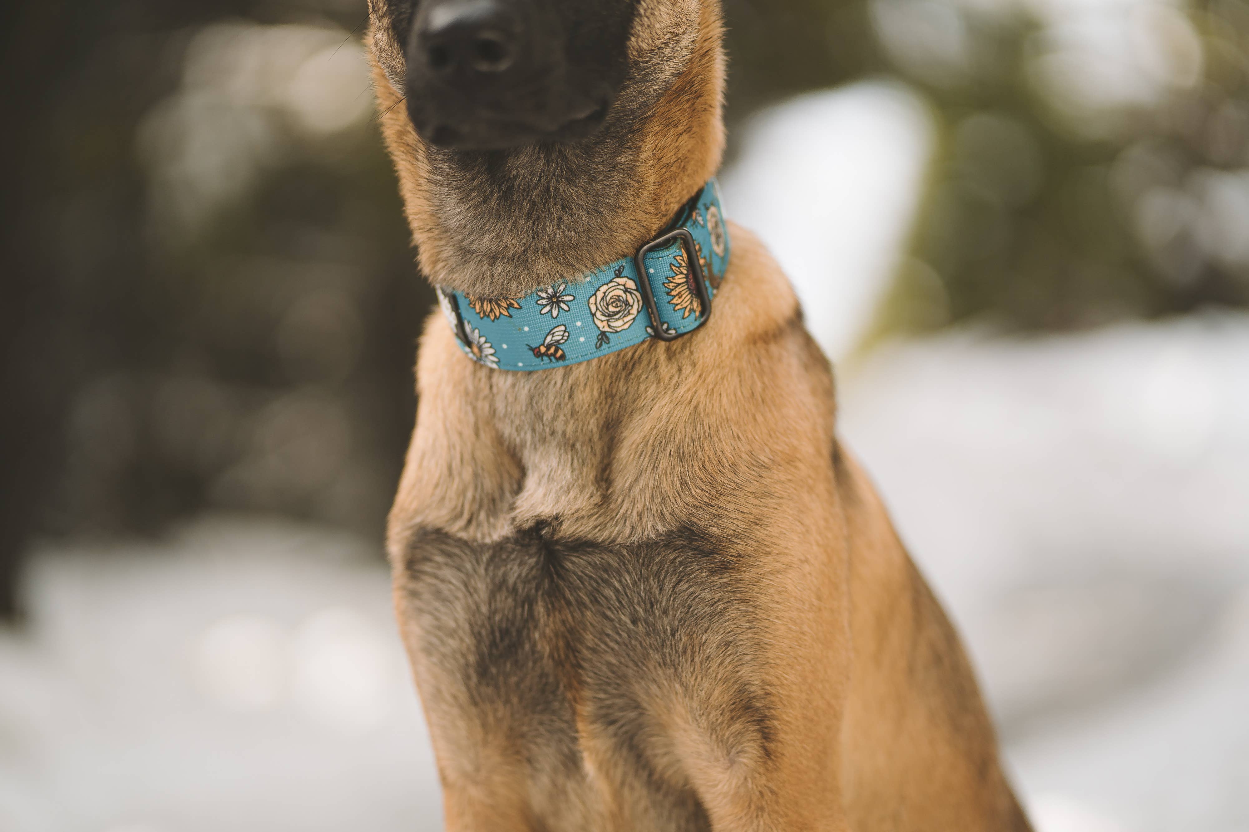 Outback Hound Bees Knees Teal Dog Collar