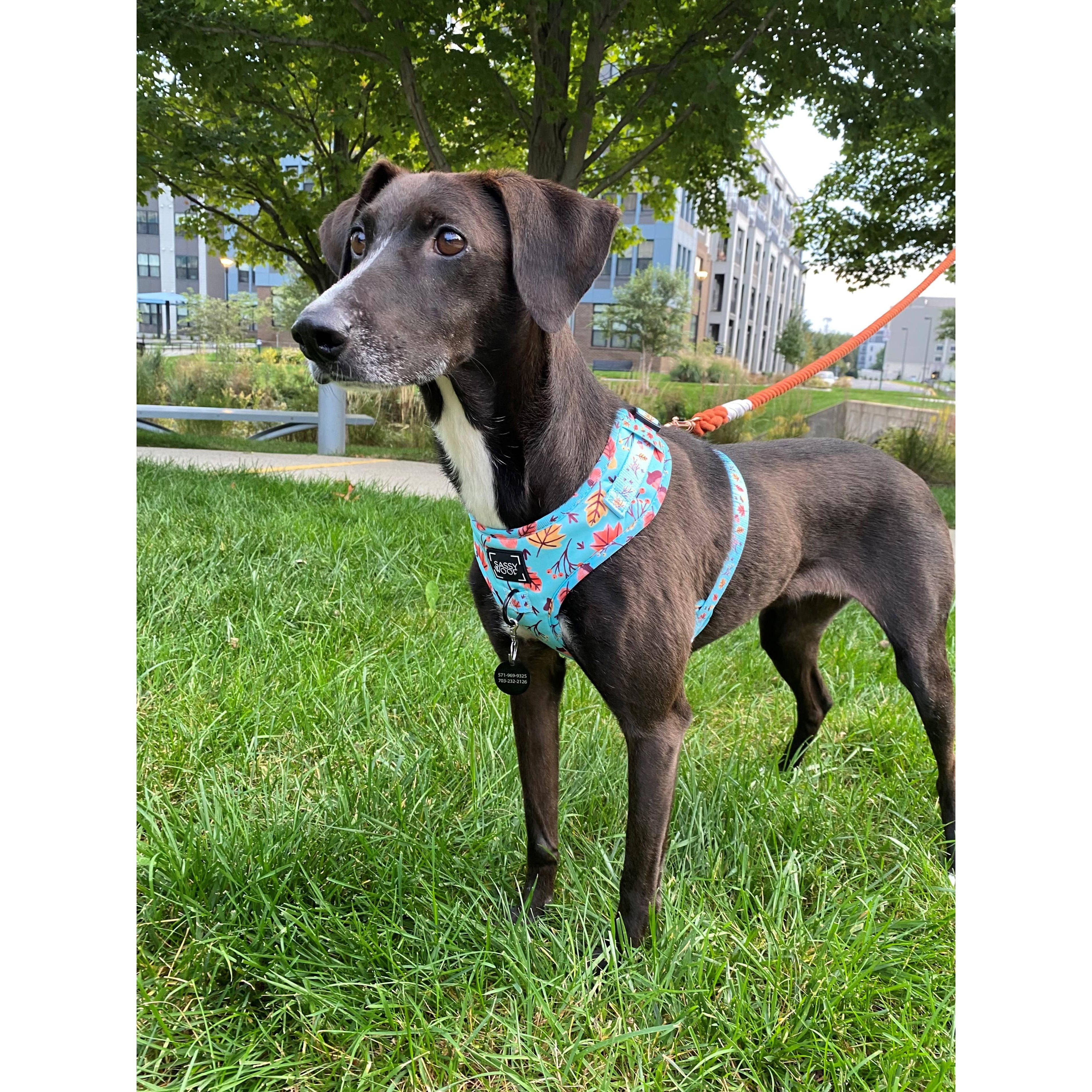 SASSY WOOF Rope Leash - Athens