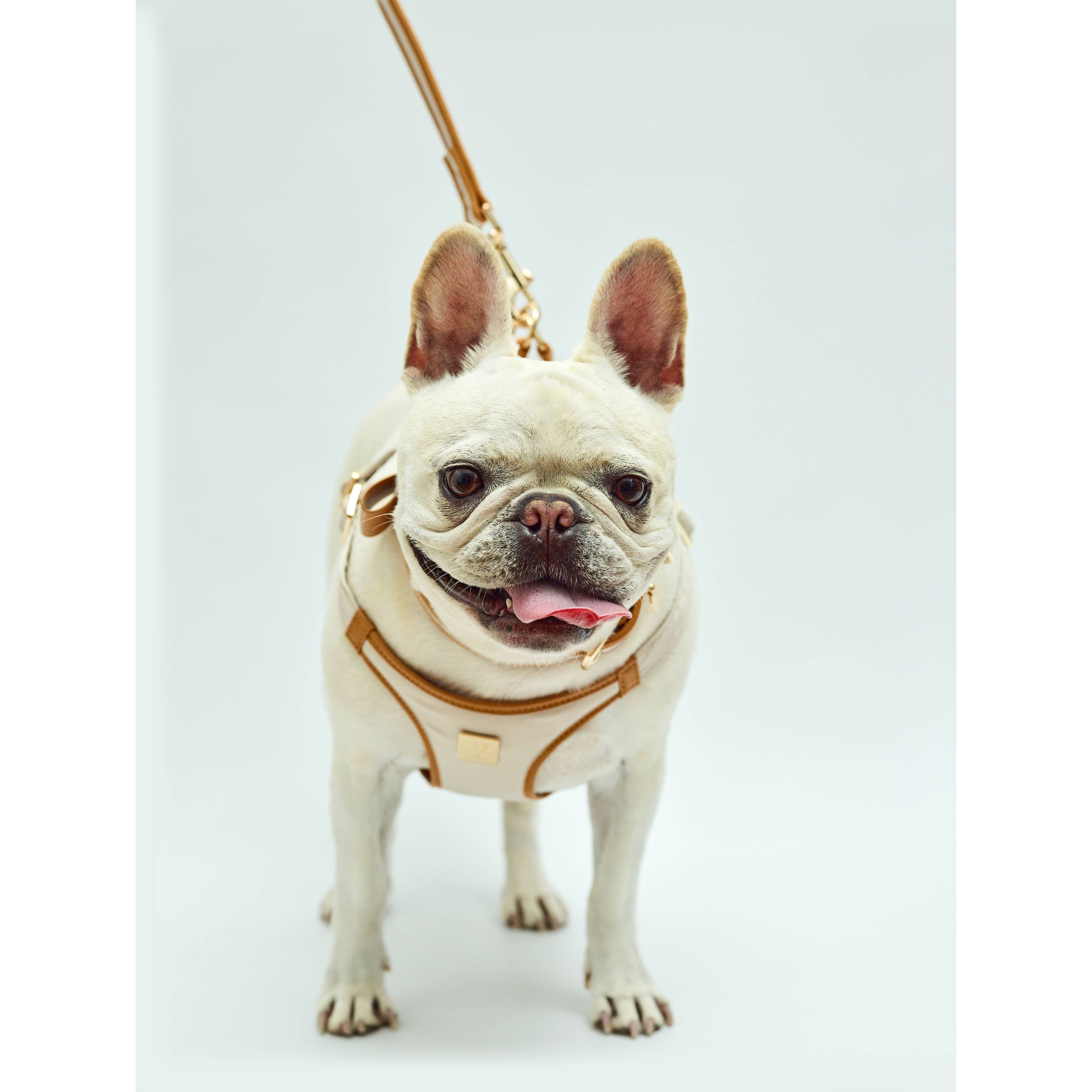 The V.I.PUP Collection Denim Victorian 88 & Gold Harness