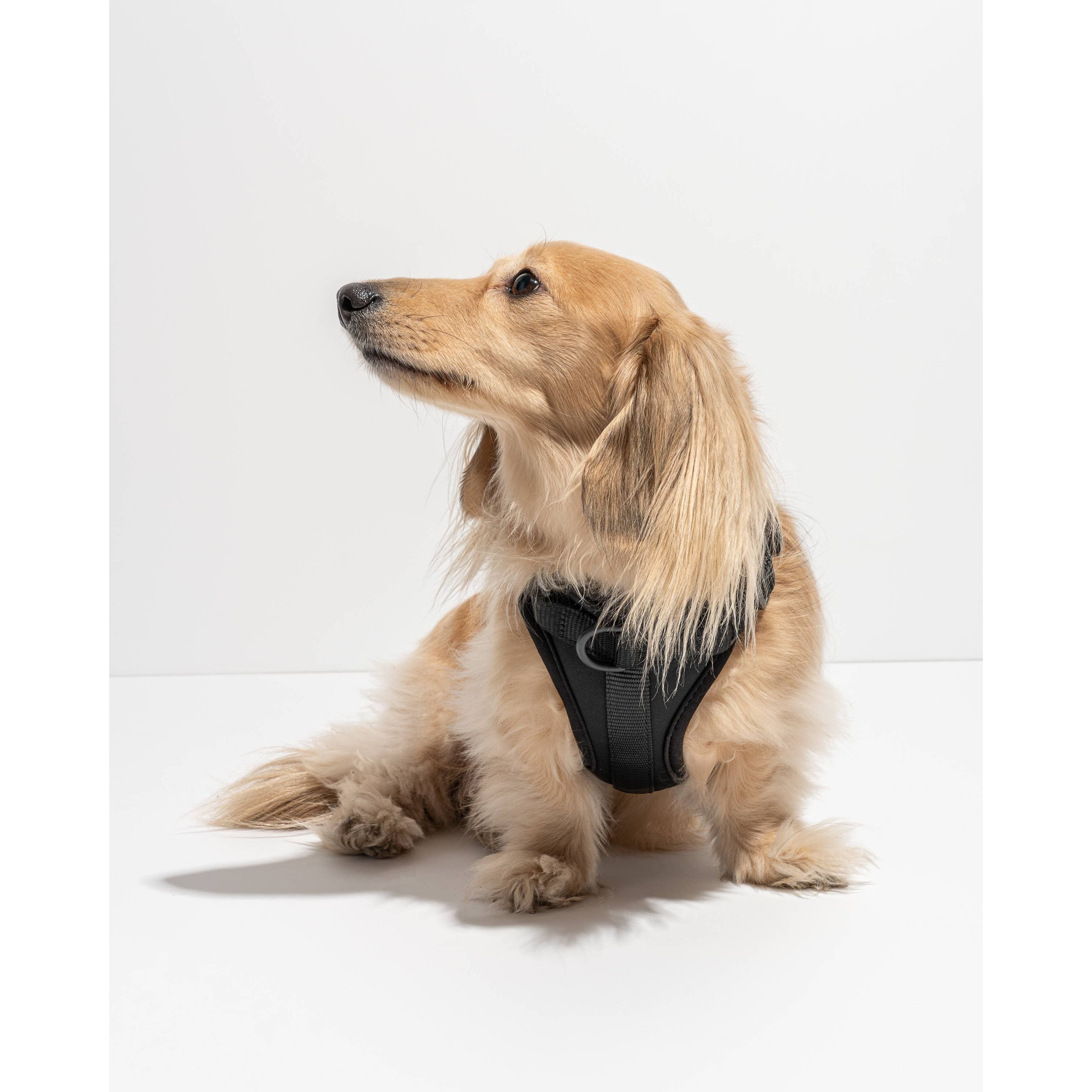 Wild One Adjustable Comfort Dog Harness