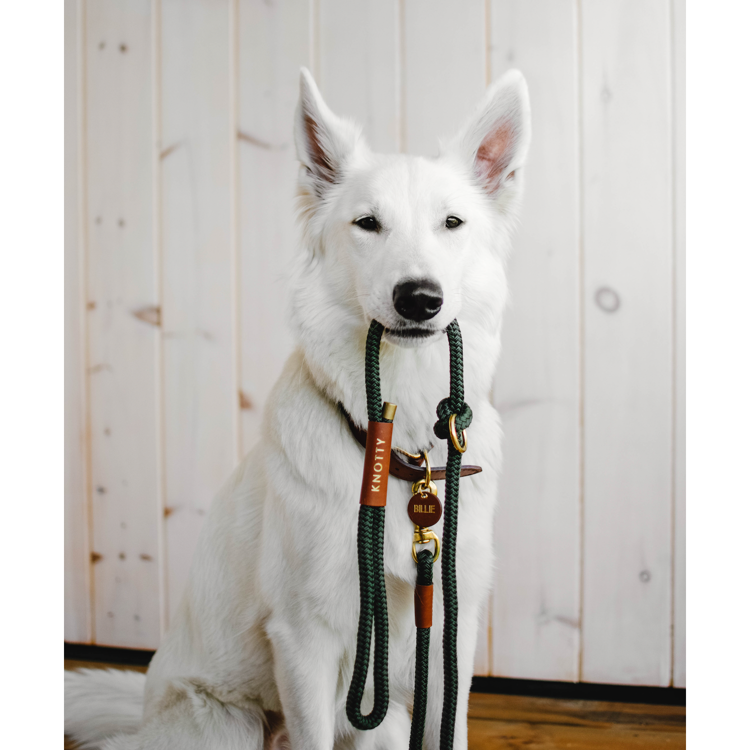 Knotty Pets Braided Collar - Olive