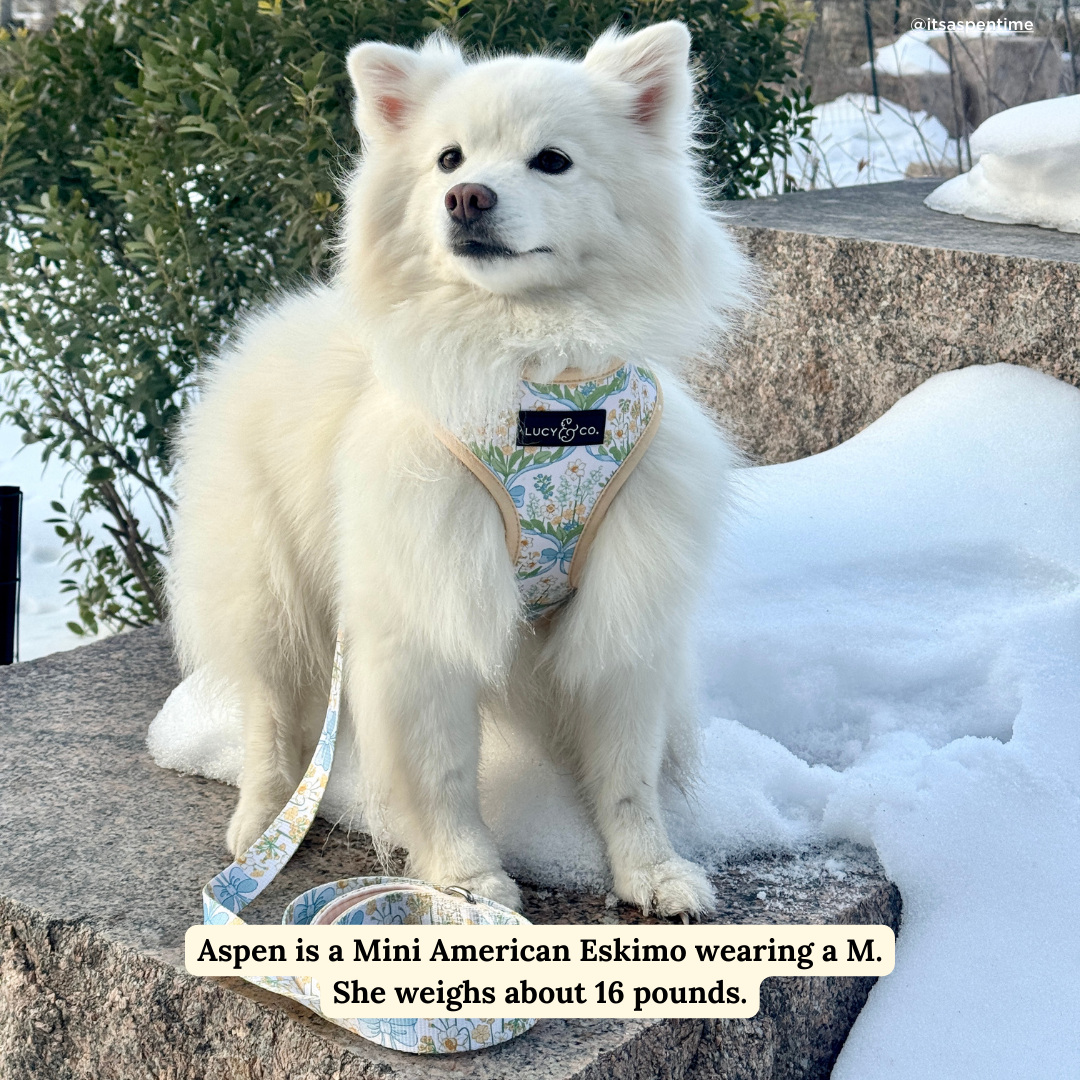 Lucy & Co Sunshine and Daffodils Reversible Harness