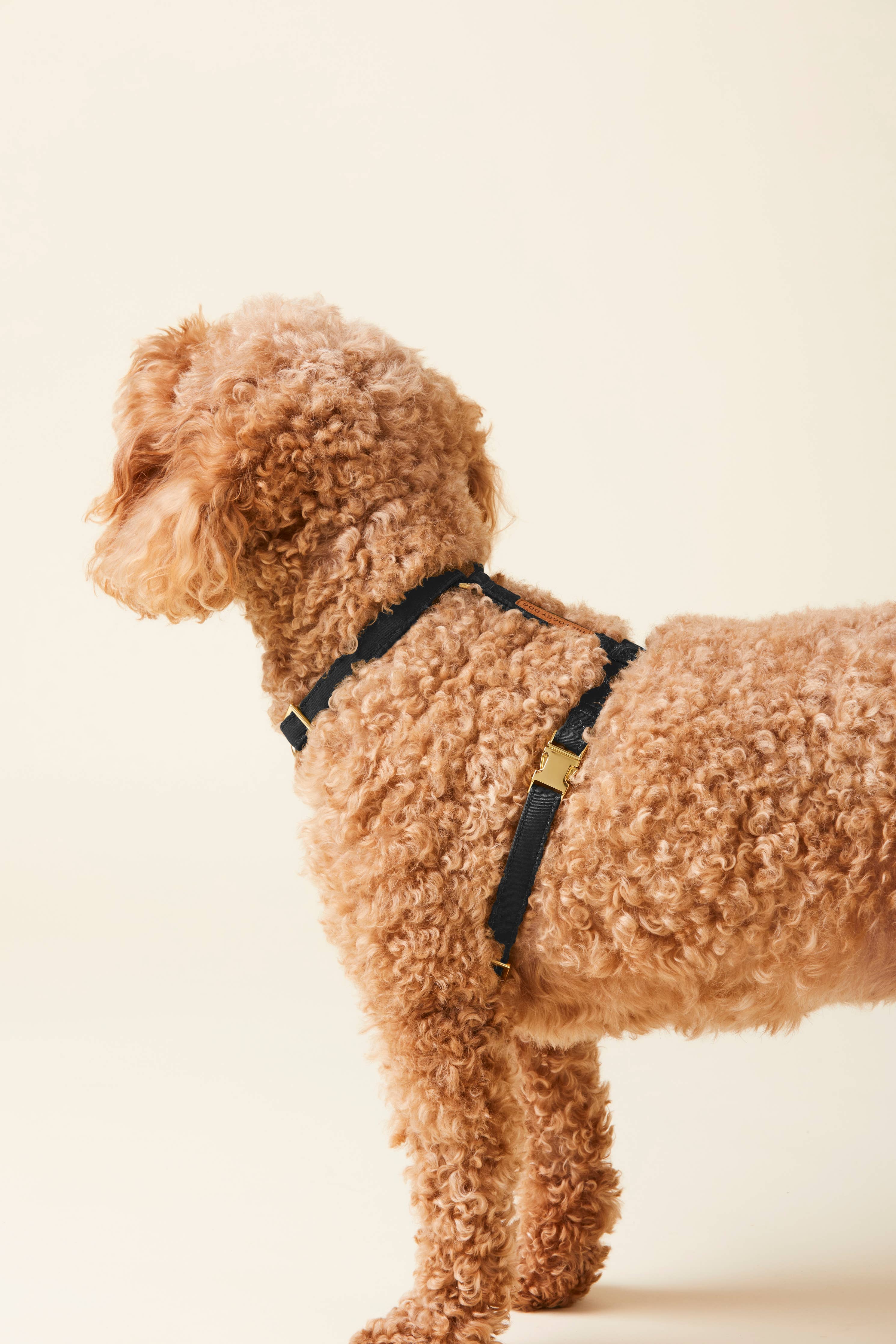 The Foggy Dog Onyx Dog Harness