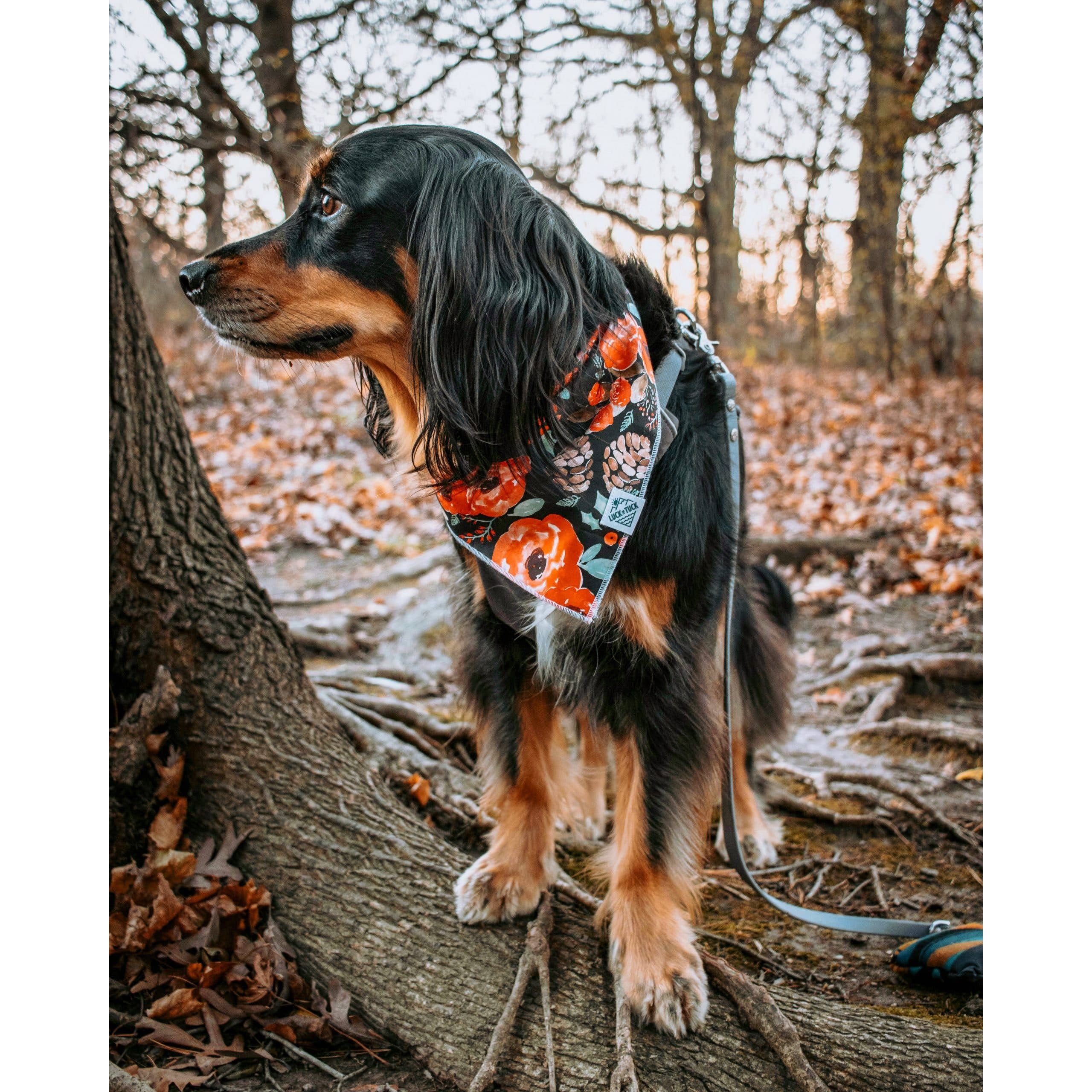 Luck of Tuck Tetra Dog Bandana