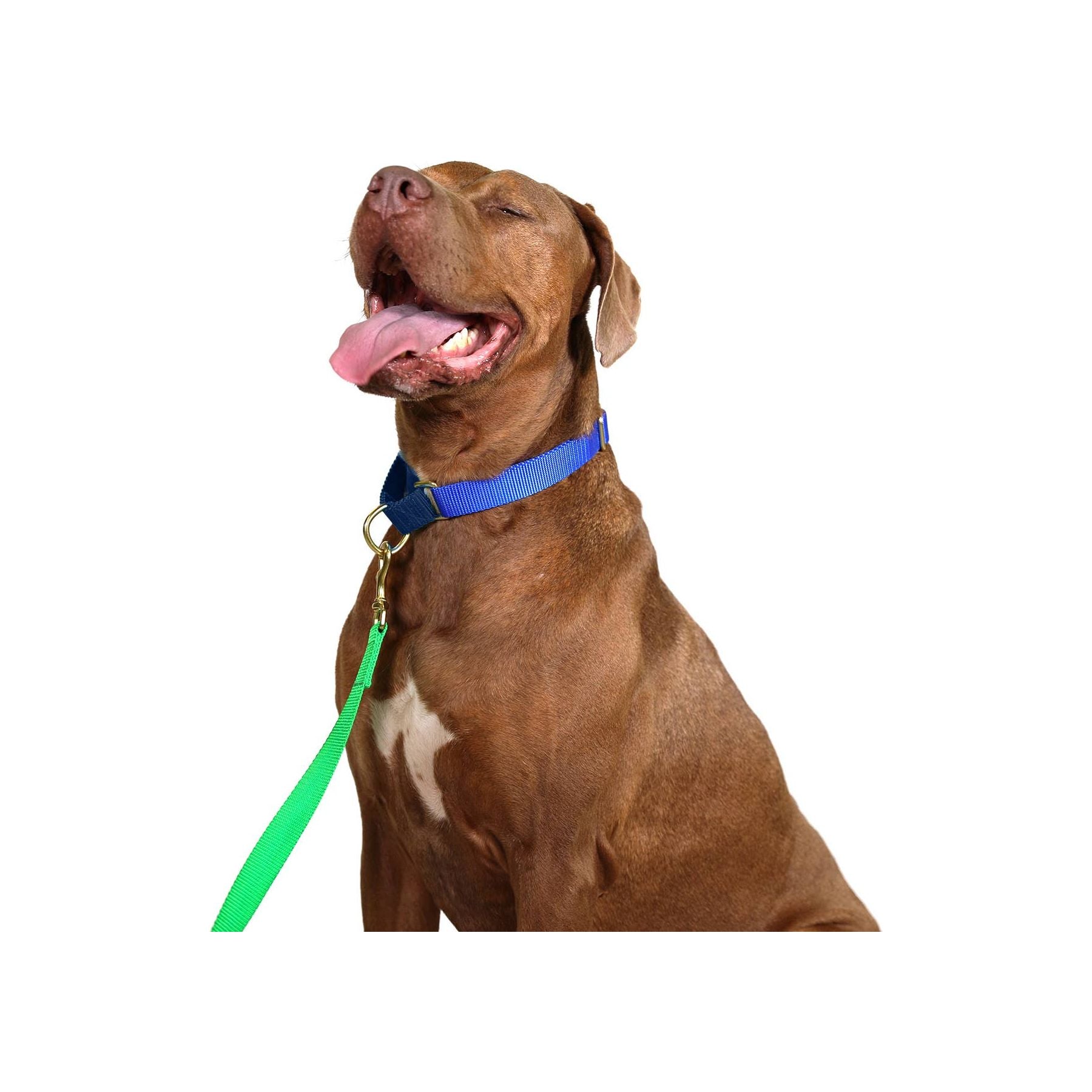 Major Darling Cobalt with Navy Martingale Collar