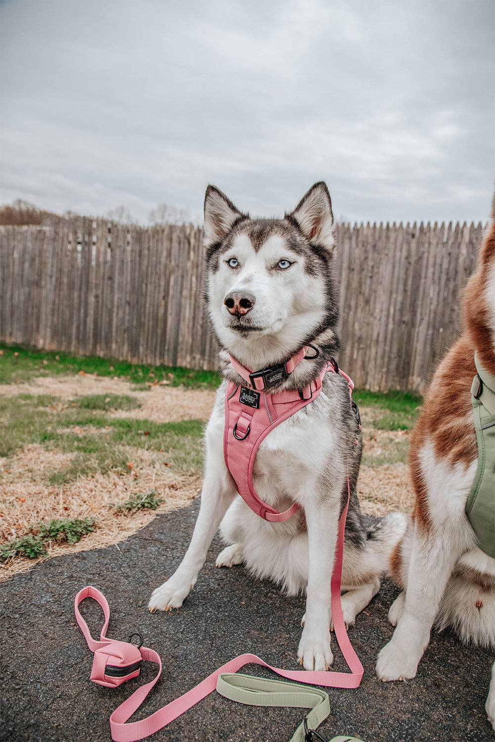 Sassy Woof Dog Collar - Dusty Rose