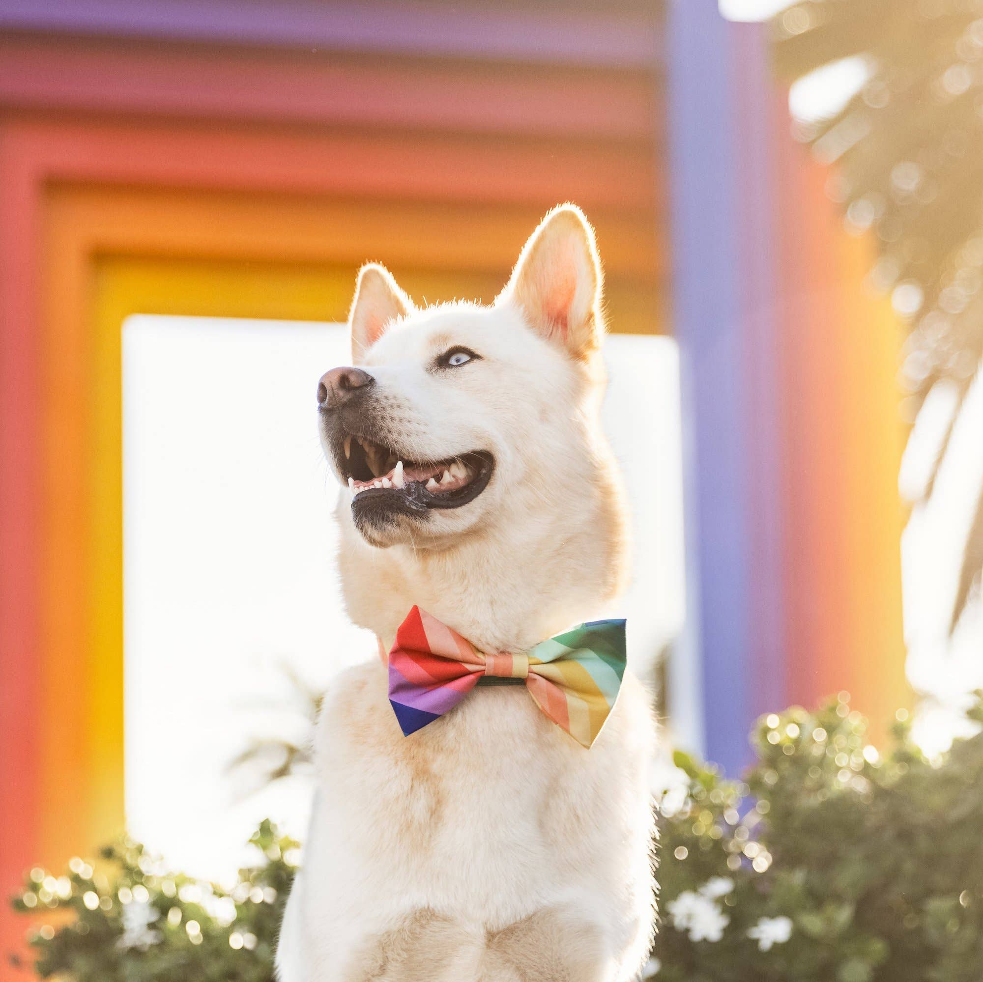 The Foggy Dog Over the Rainbow Dog Bow Tie