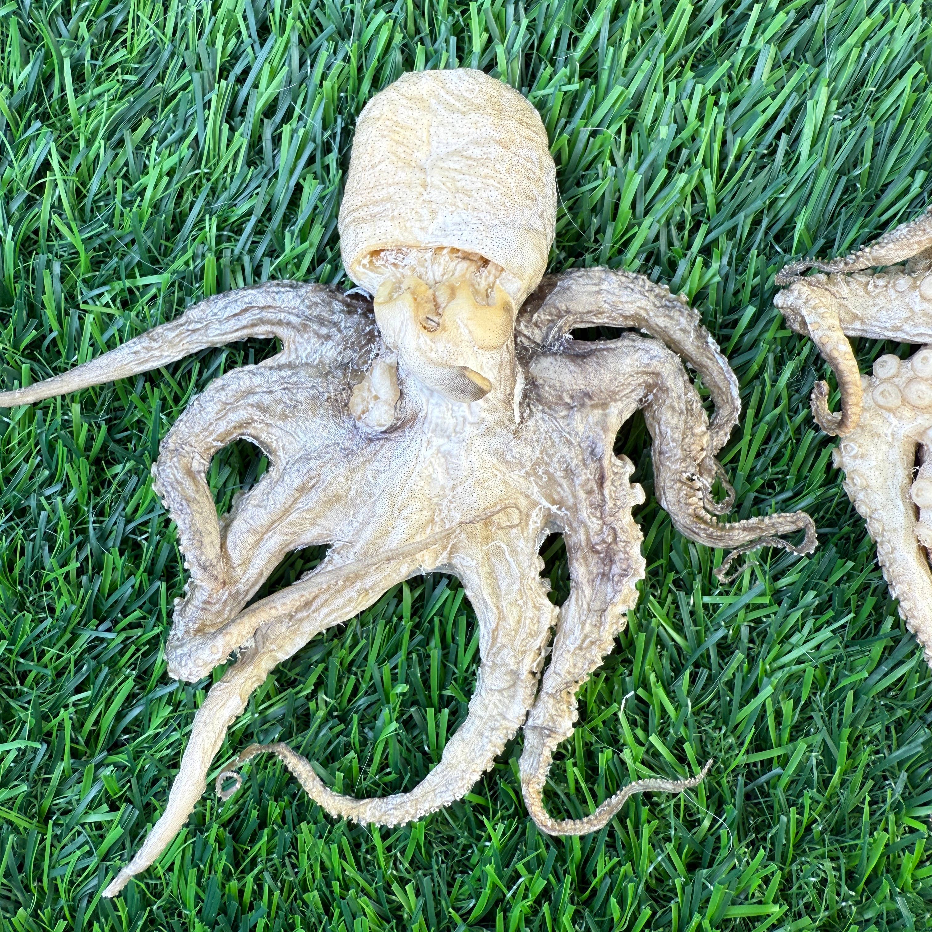 Golden Nibbles Baby Octopus - Bag of 5