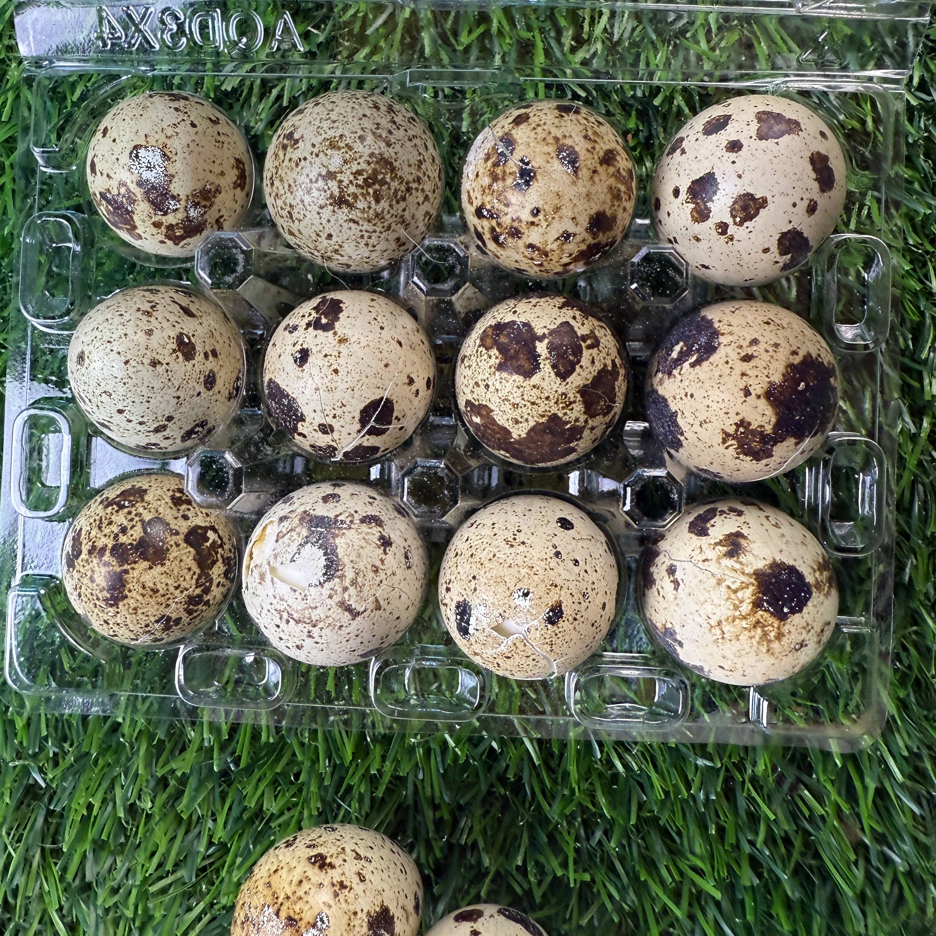 Golden Nibbles Quail Eggs - Dozen Freeze Dried - Dogs & Cat