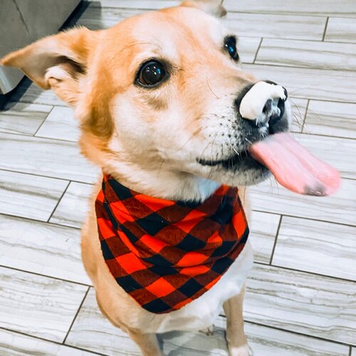 Bones & Co Goat Whip Frozen