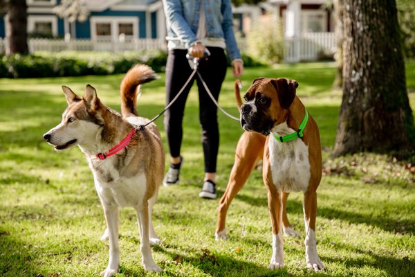 Wigzi Dual Doggie Standard Gel Leash Black/Blue