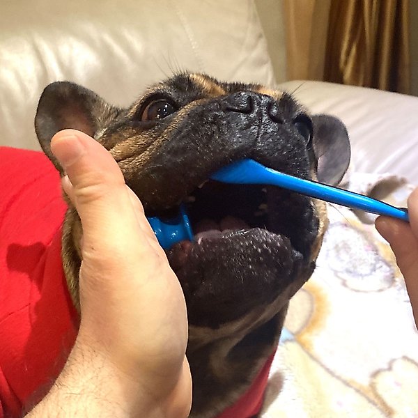 Paw Ready BrushMate Bite Block toothbrush/Toothpaste Small