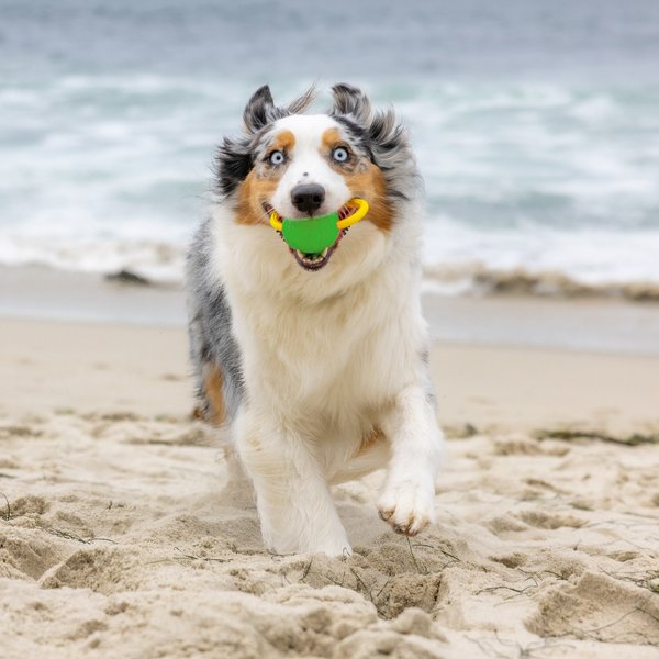 Project Hive Looped Ball - Small / 2-pack - Green & Blue Tug