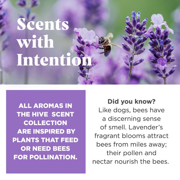 Project Hive Pet Company Hive Calming Lavender Scented Fetch Stick