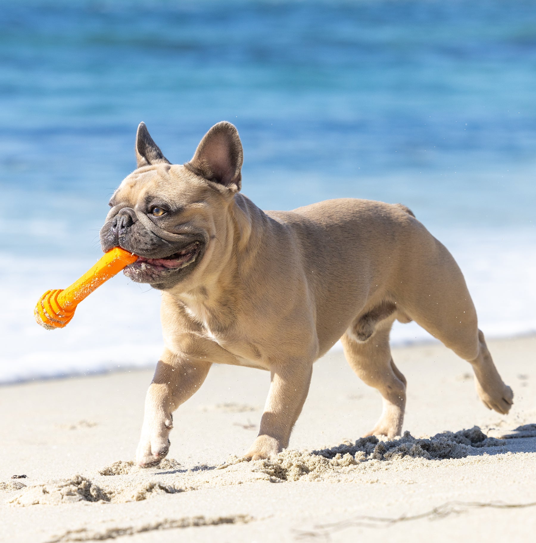 Project Hive Pet Company Hive Sweet Manggo Scented Fetch Stick