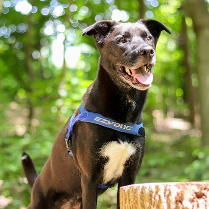 EzyDog Quick Fit Harness Black