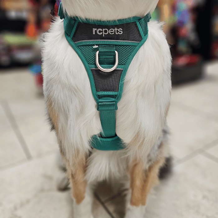 Rc Pets Momentum Harness Parakeet