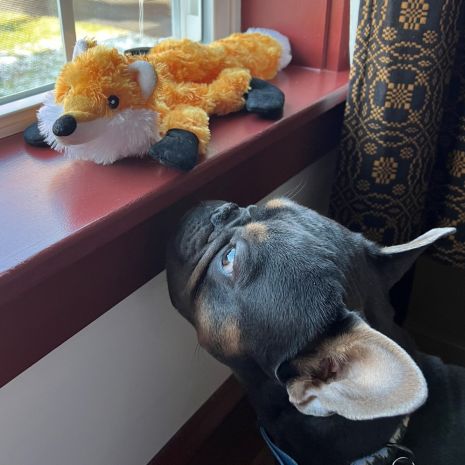 Tall Tails Stuffless Fox Squeaker Toy