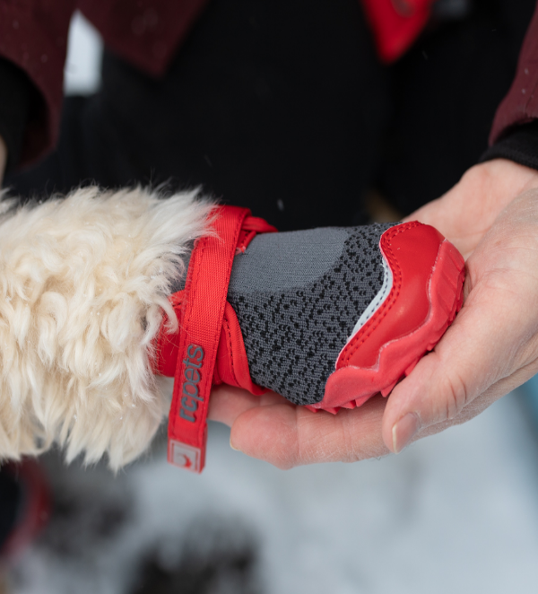 Rc Pets Apex Boots Dark Grey/Goji Berry