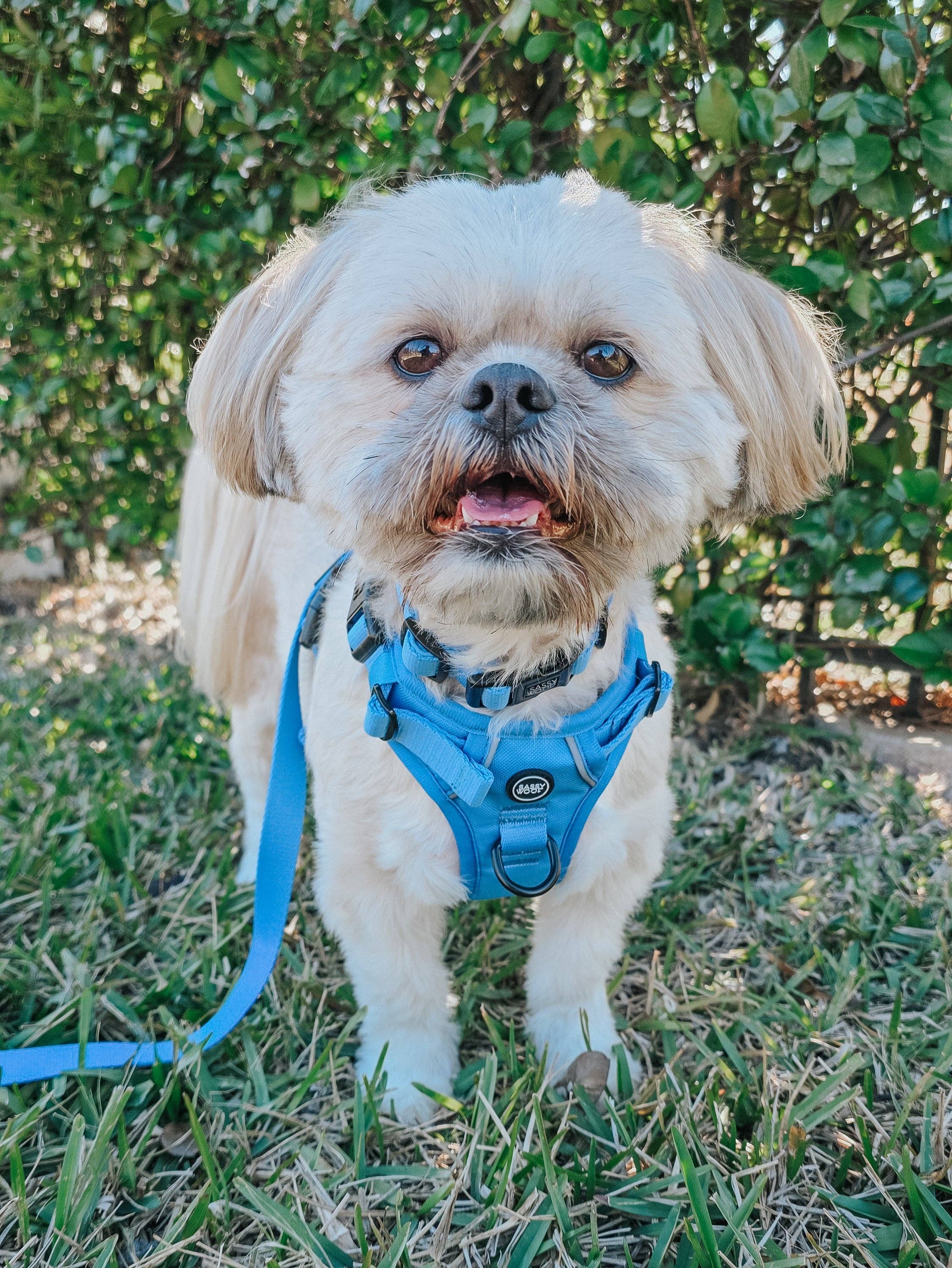 Sassy Woof Dog Leash - Hydrangea