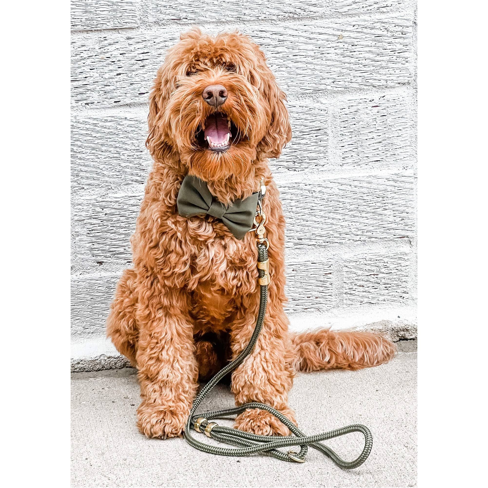 The Foggy Dog Olive Marine Rope Dog Leash