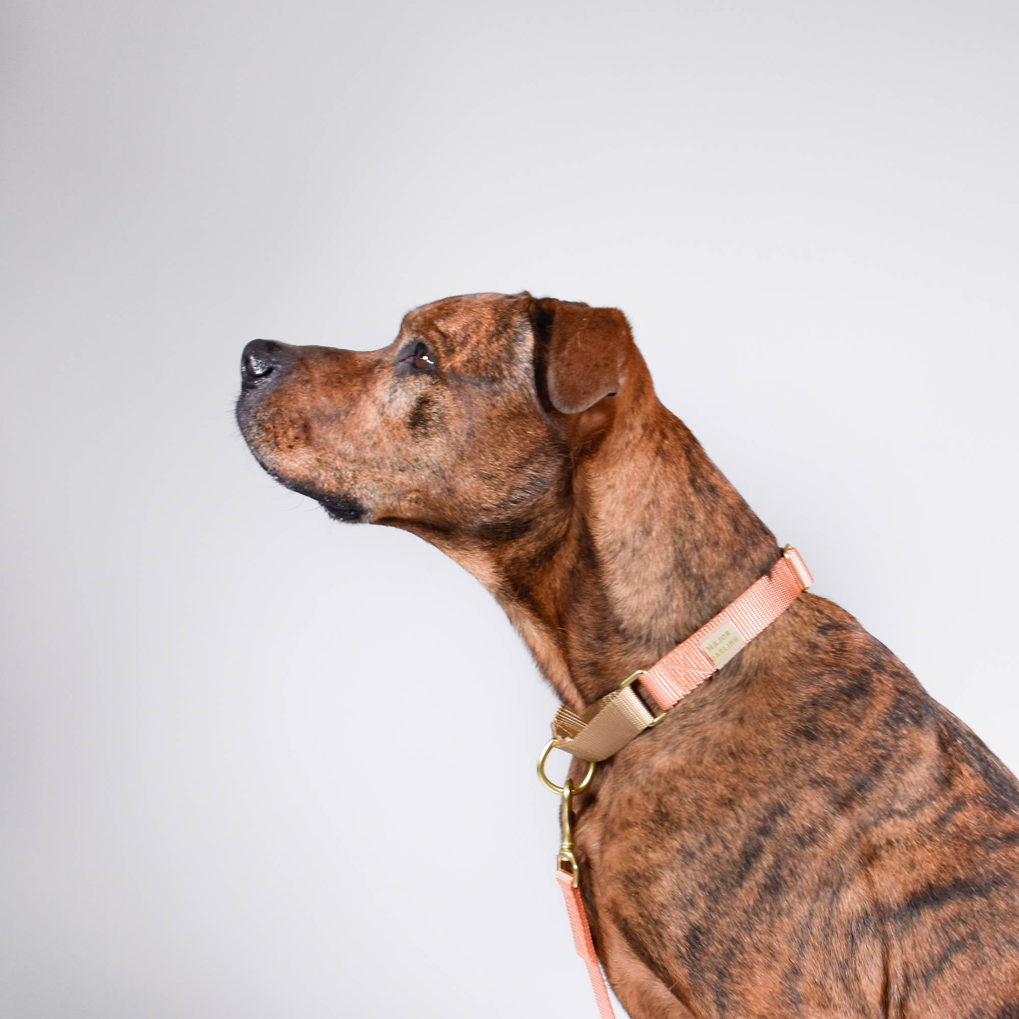 Major Darling Peach with Gold Martingale Collar