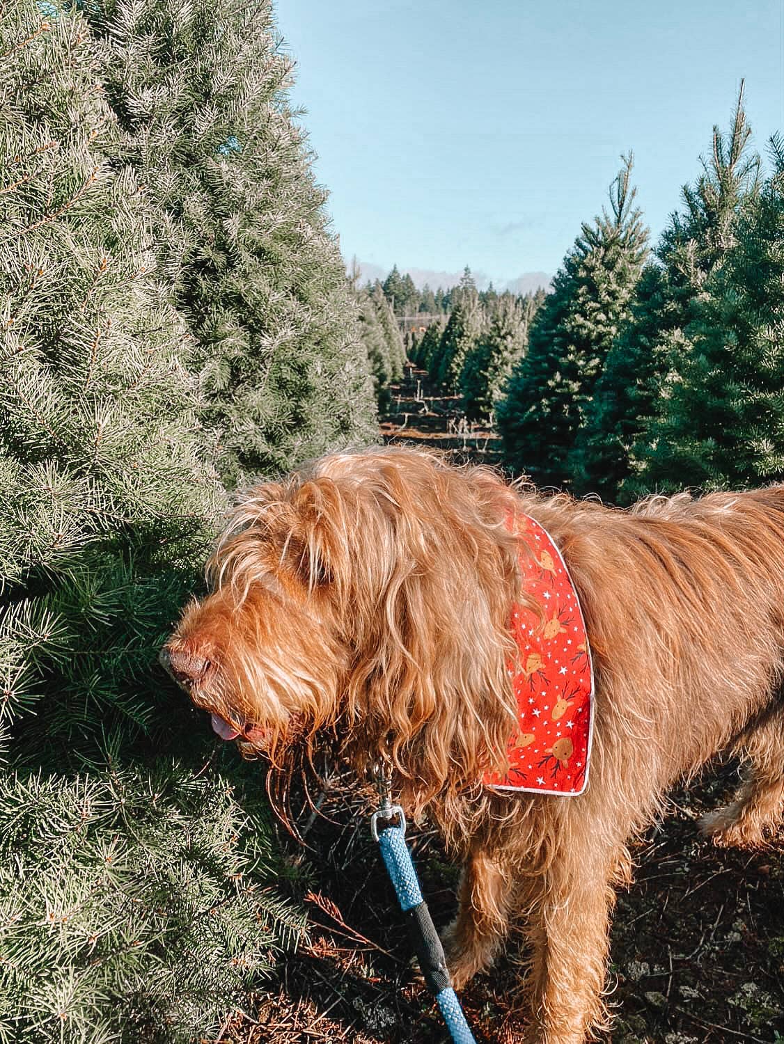 "Blitzen" Red Reindeer Christmas Dog Bandana